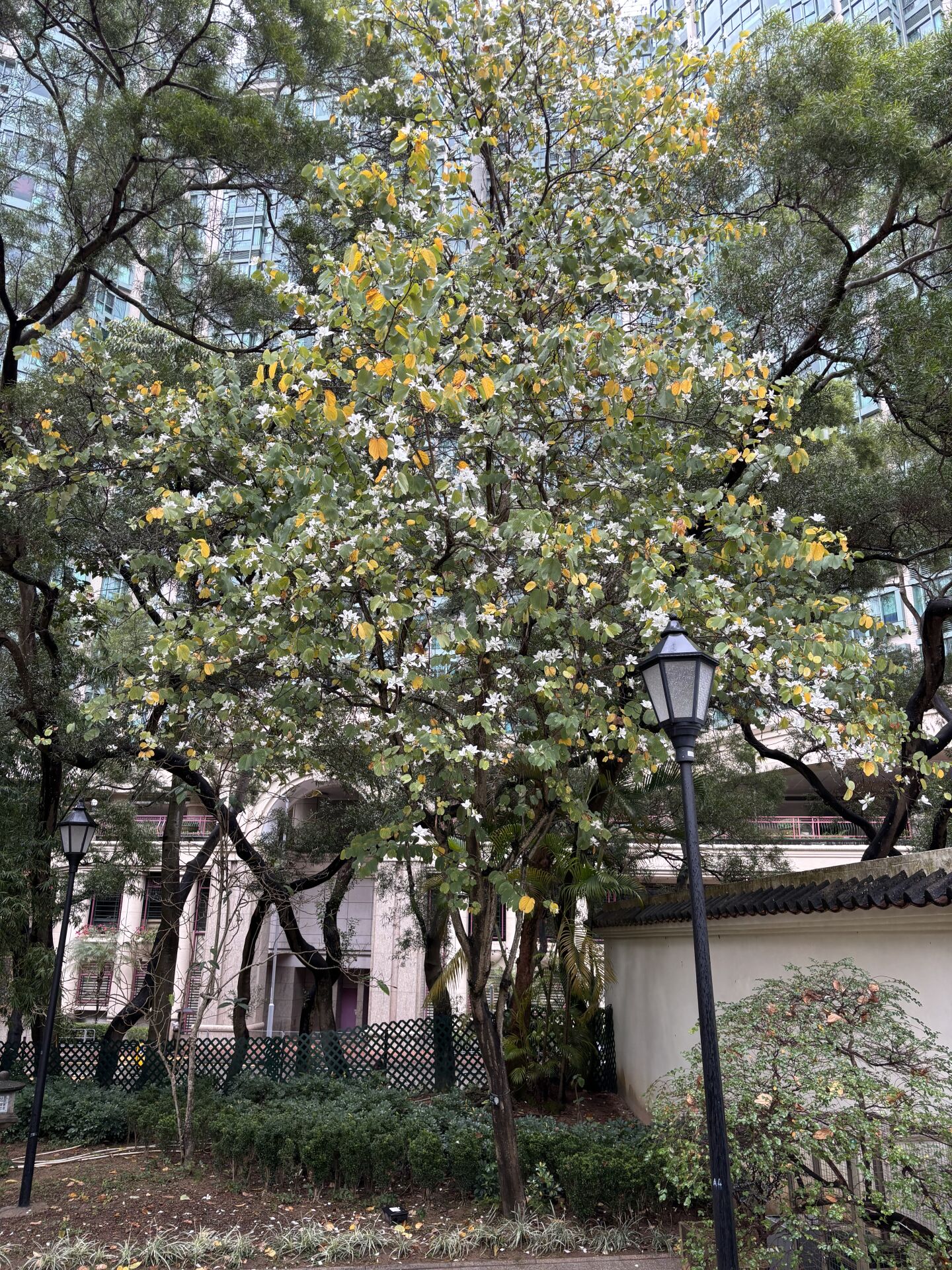 https://www.fa.gov.hk/白花洋紫荊