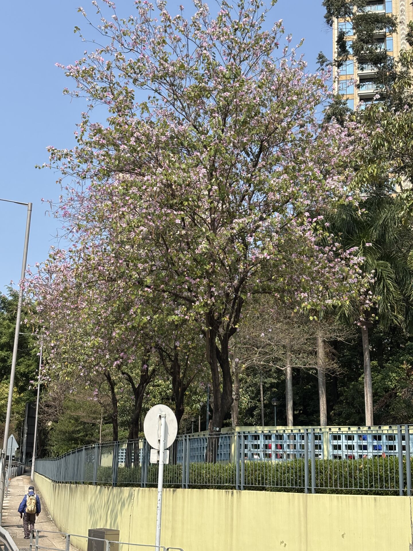 https://www.fa.gov.hk/宮粉羊蹄甲