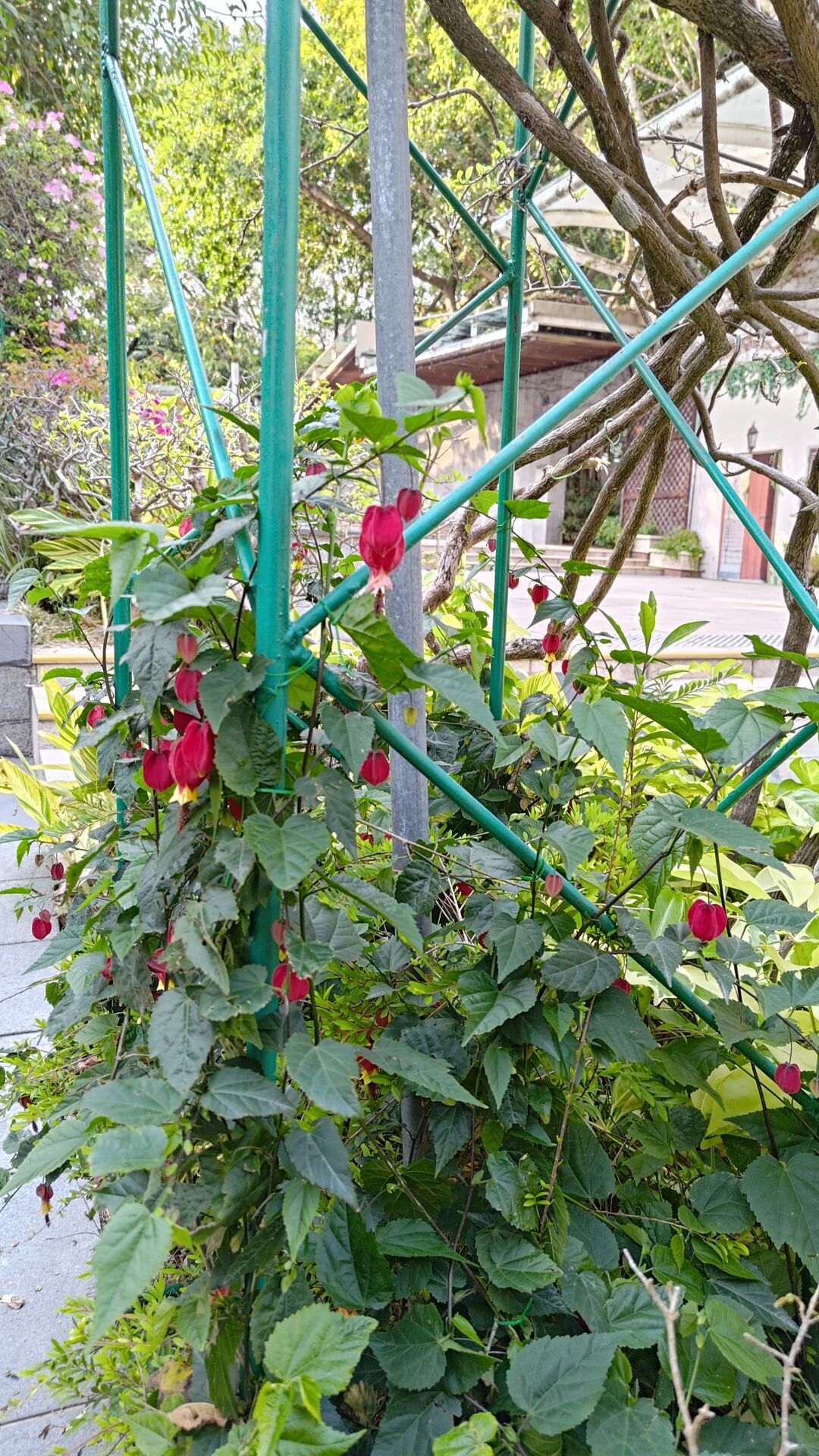 https://www.fa.gov.hk/蔓性風鈴花
