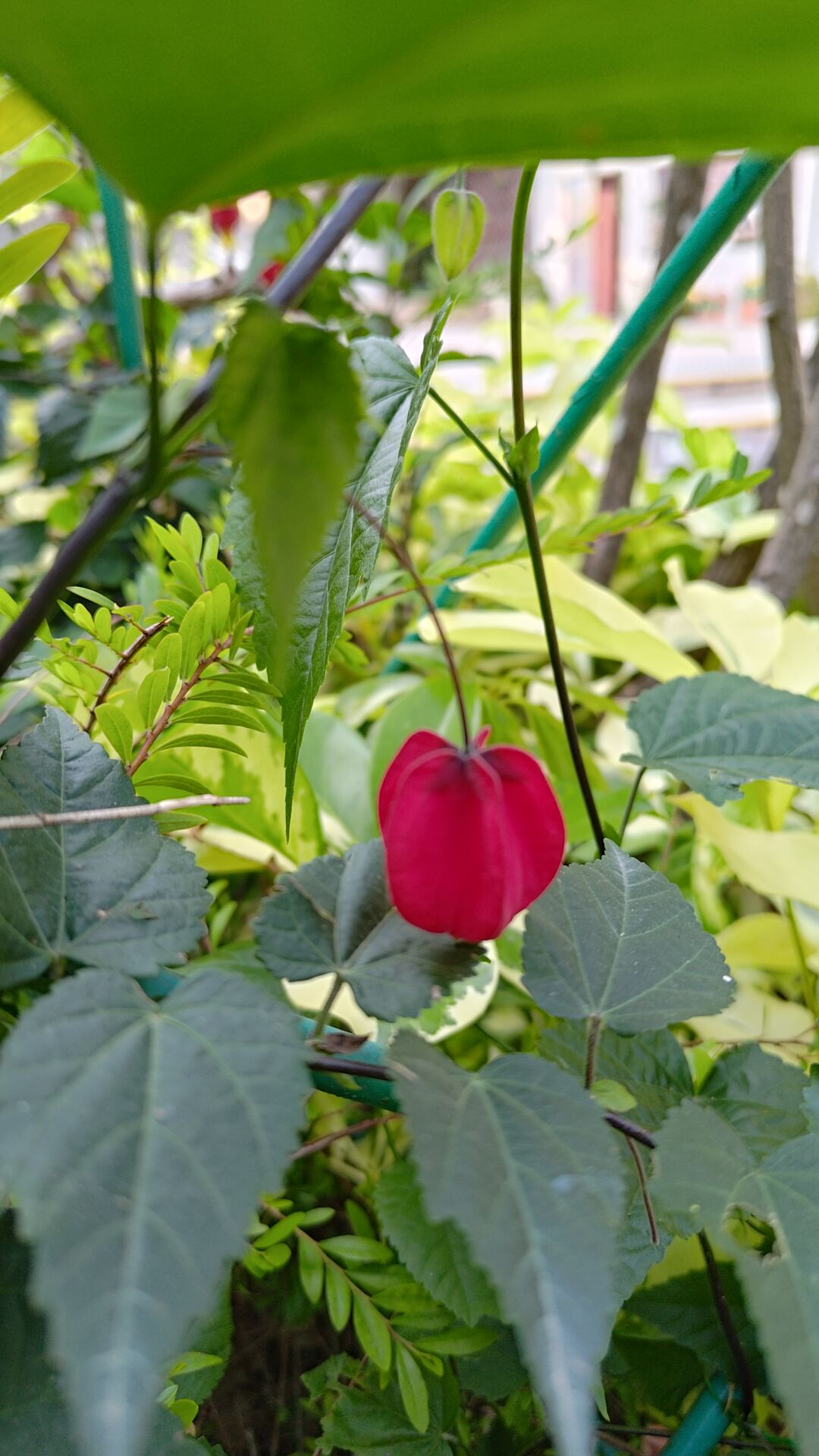 https://www.fa.gov.hk/蔓性風鈴花