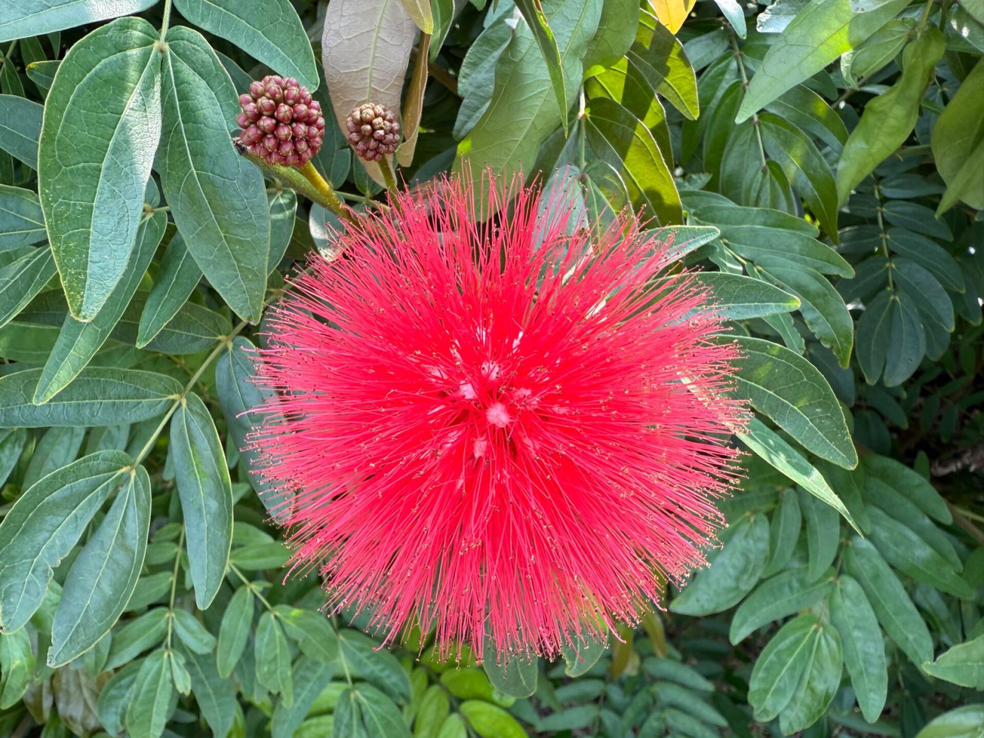 https://www.fa.gov.hk/朱纓花 (紅絨球)