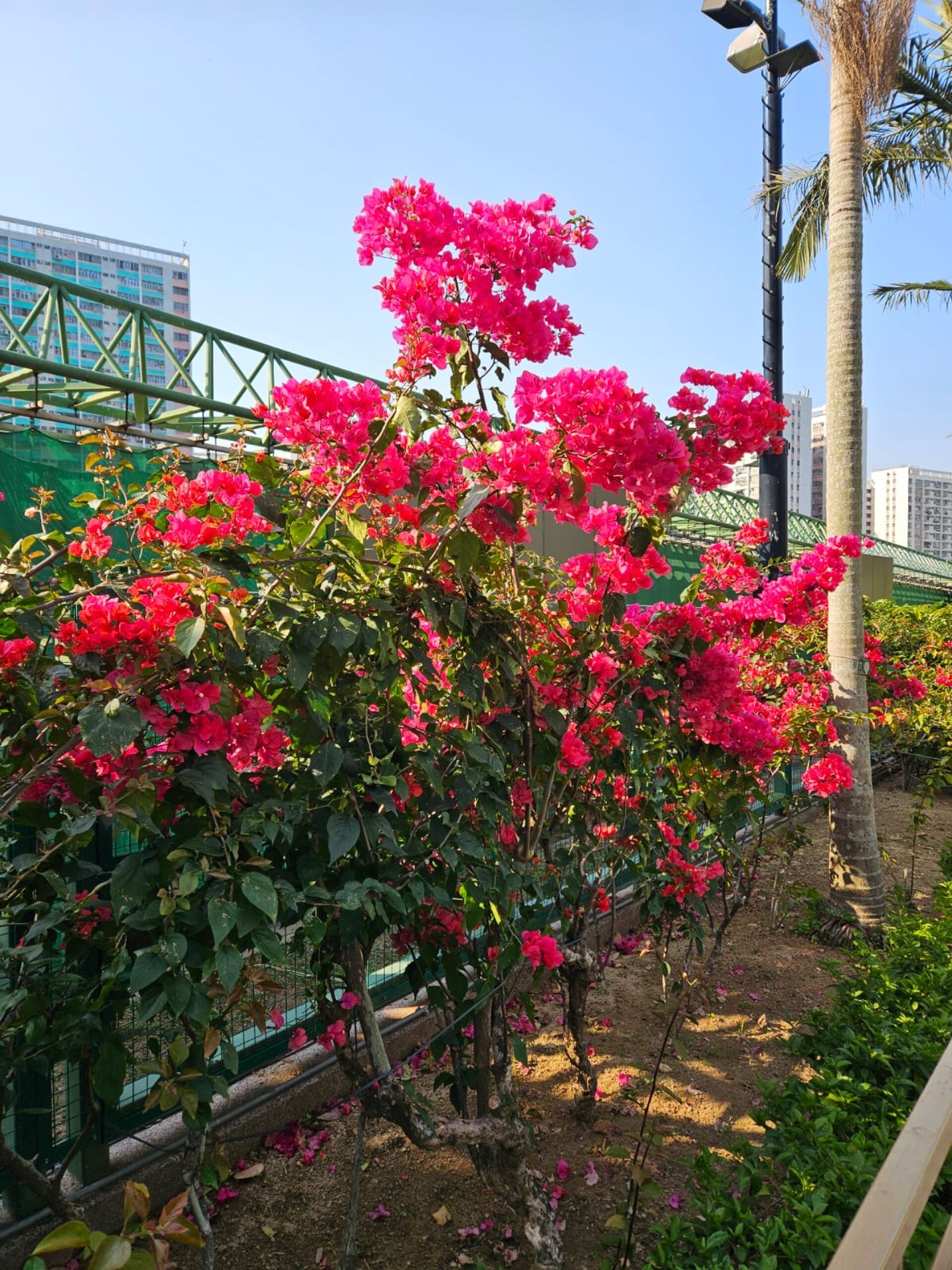 https://www.fa.gov.hk/葉子花(簕杜鵑)