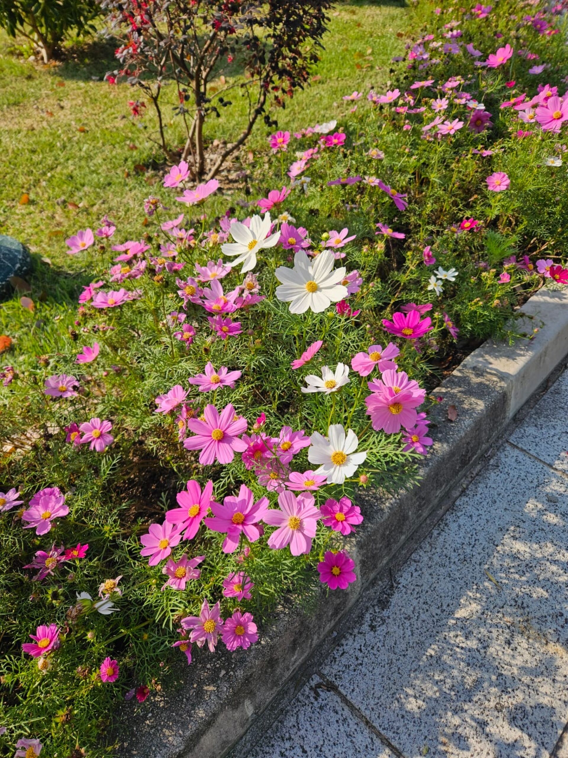 https://www.fa.gov.hk/秋英