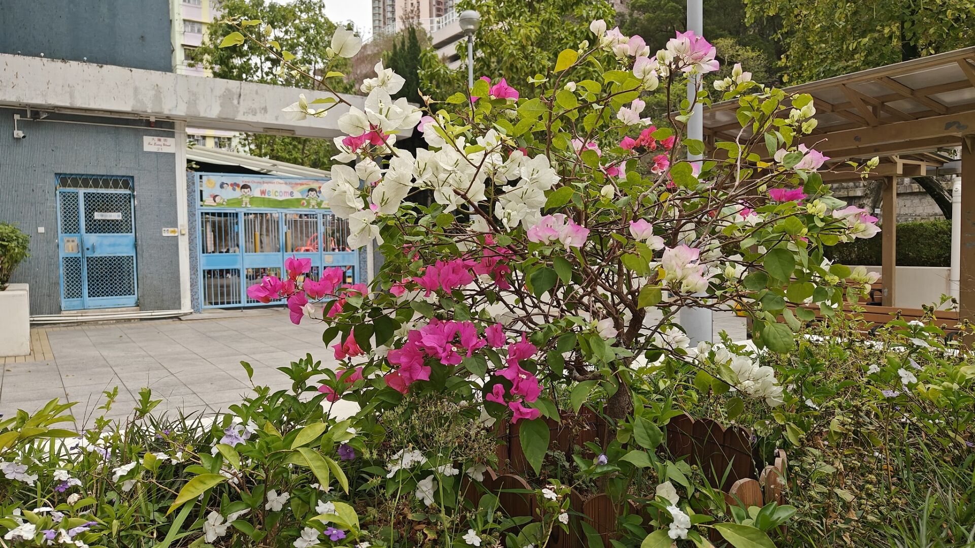 https://www.fa.gov.hk/葉子花(簕杜鵑)