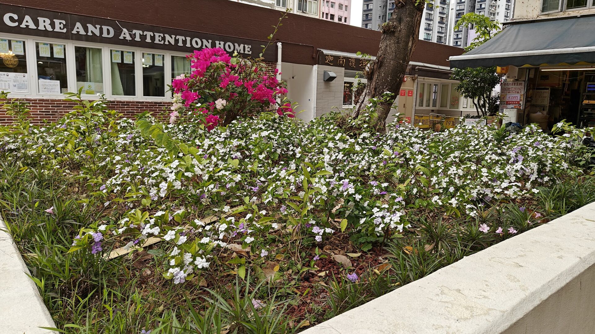 https://www.fa.gov.hk/大鴛鴦茉莉