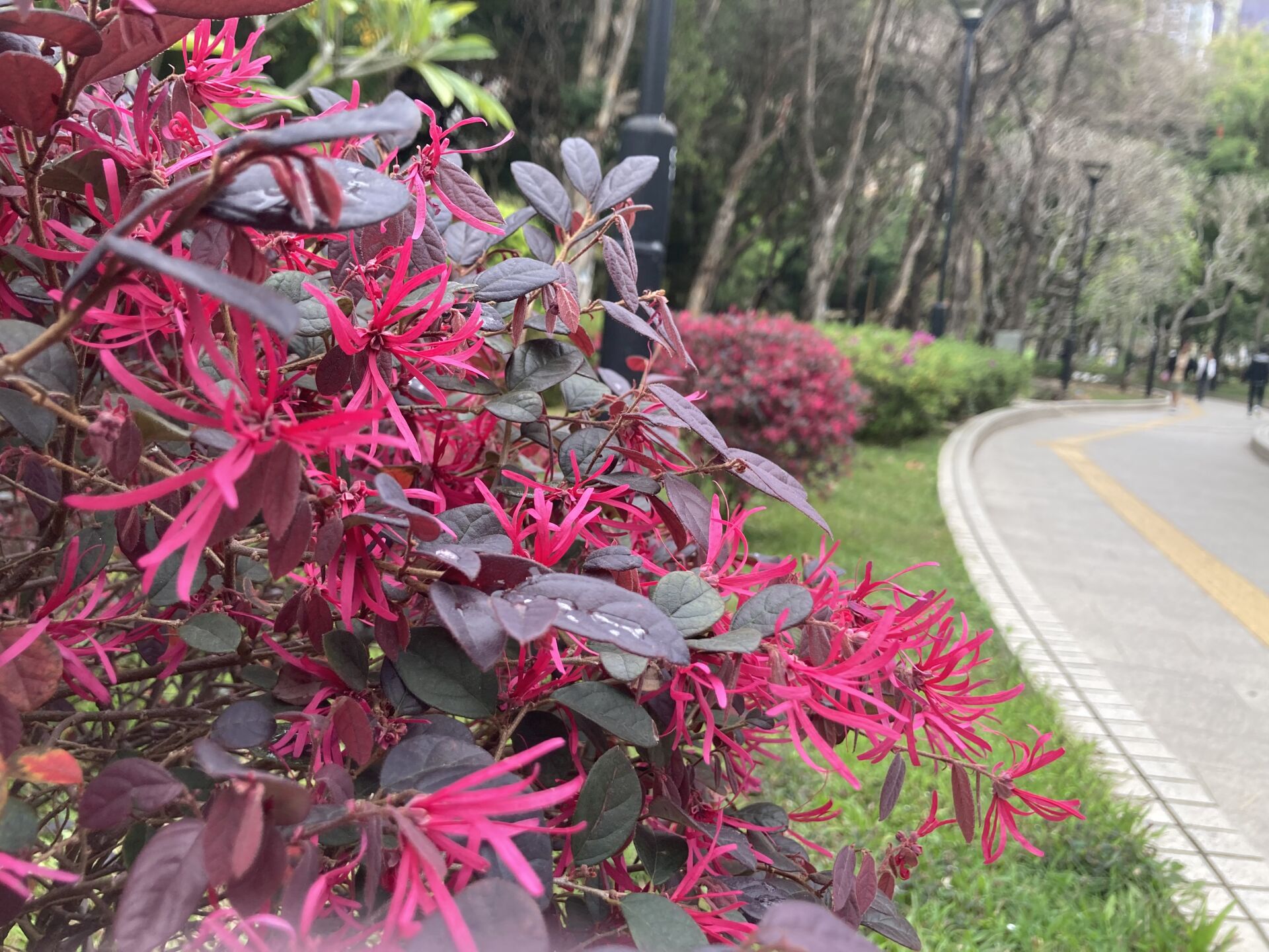 https://www.fa.gov.hk/紅花檵木