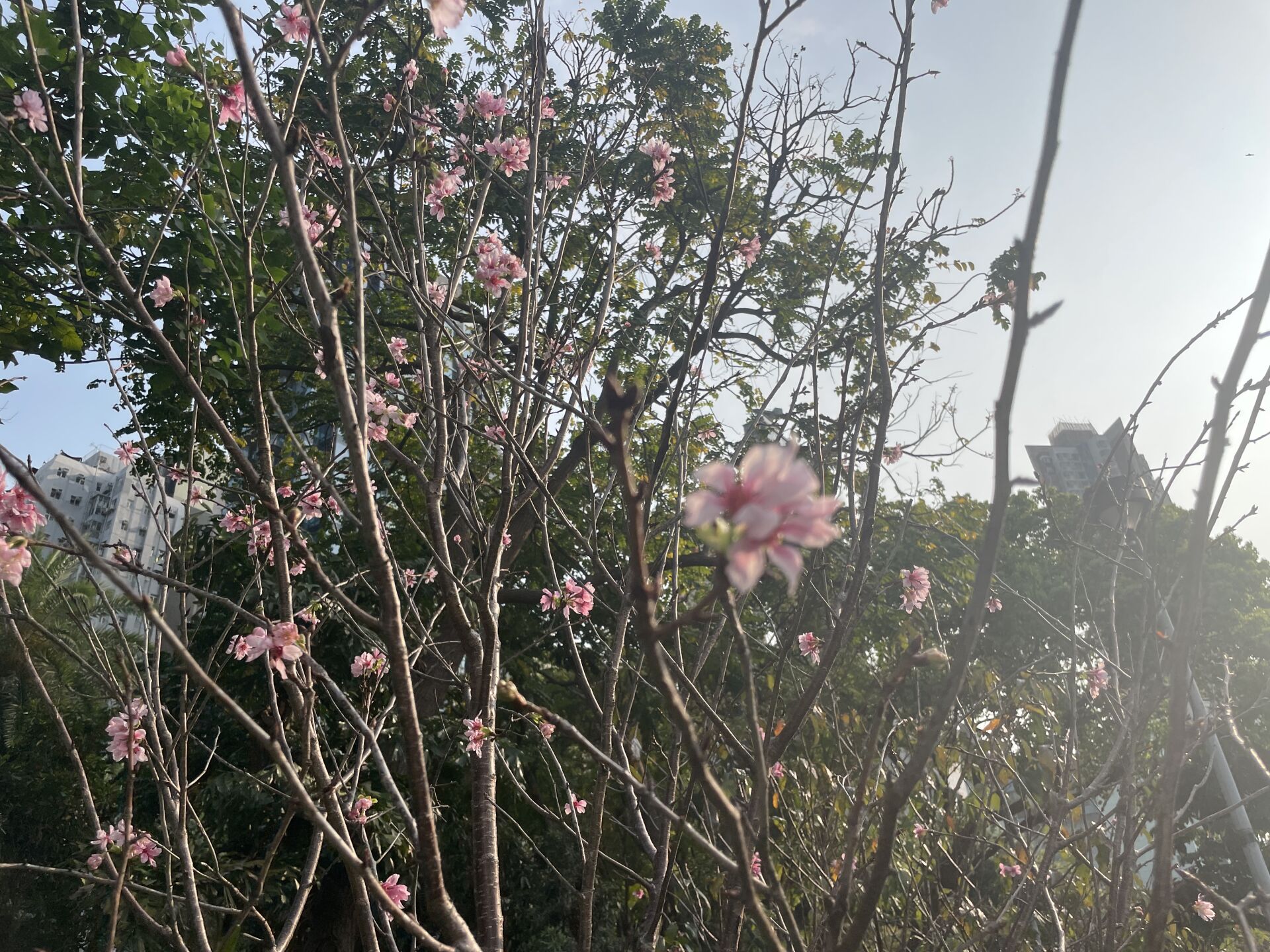 https://www.fa.gov.hk/廣州櫻