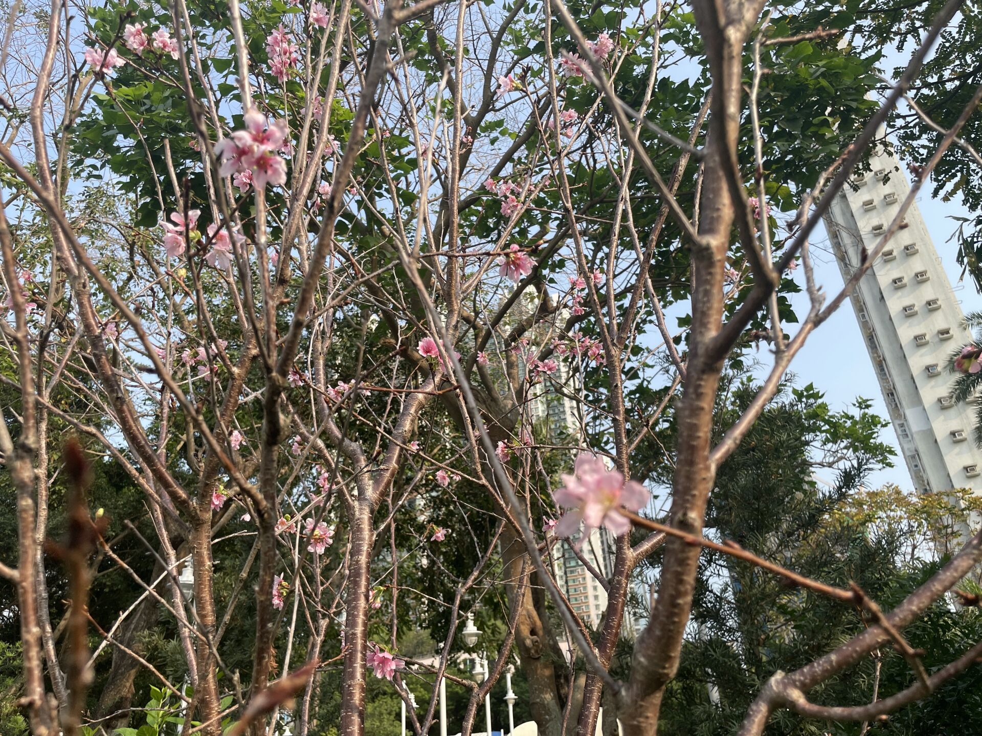 https://www.fa.gov.hk/廣州櫻