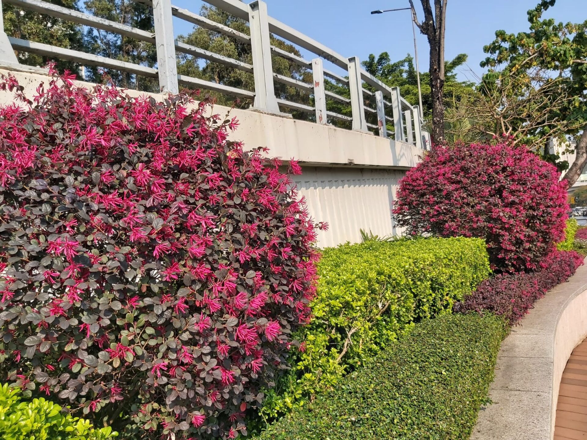 https://www.fa.gov.hk/紅花檵木