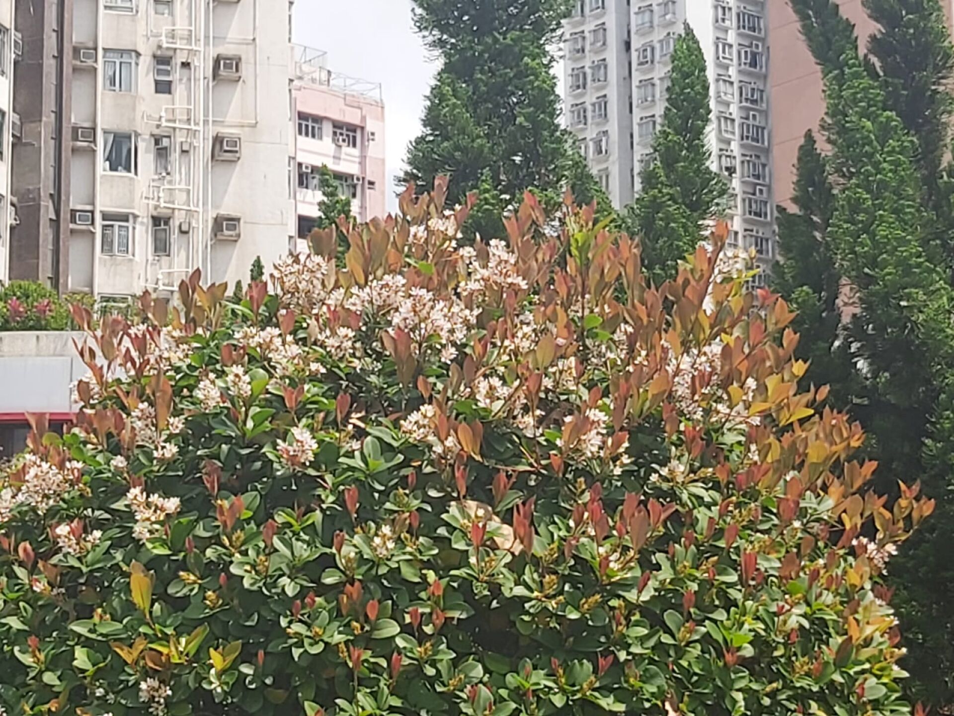 https://www.fa.gov.hk/石斑木(車輪梅、春花)
