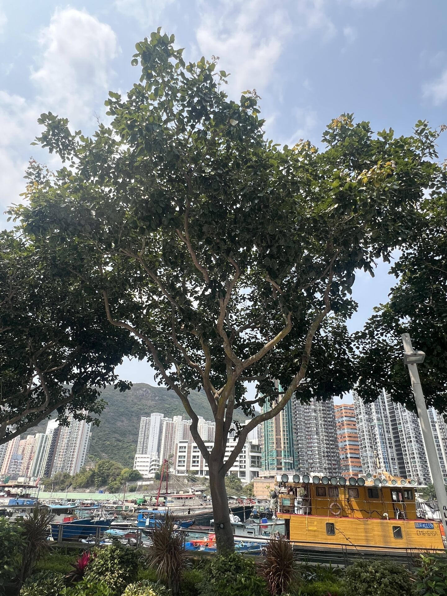 https://www.fa.gov.hk/水黃皮