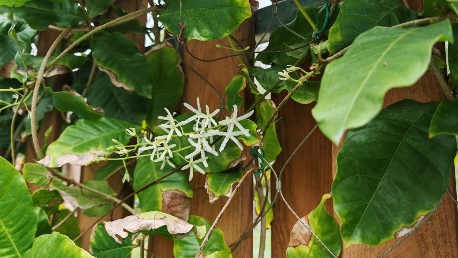 https://www.fa.gov.hk/白花錫葉藤