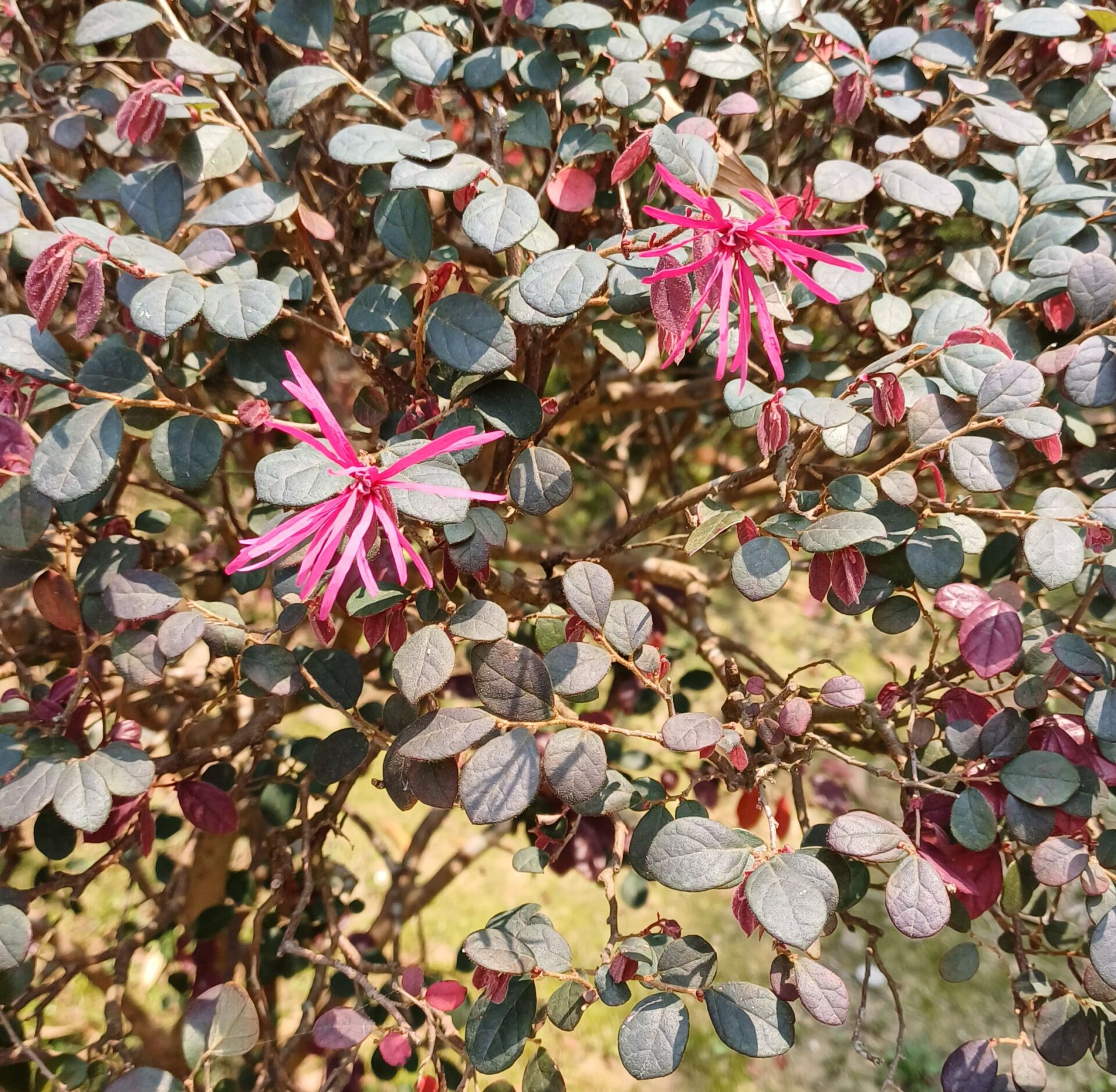 https://www.fa.gov.hk/紅花檵木