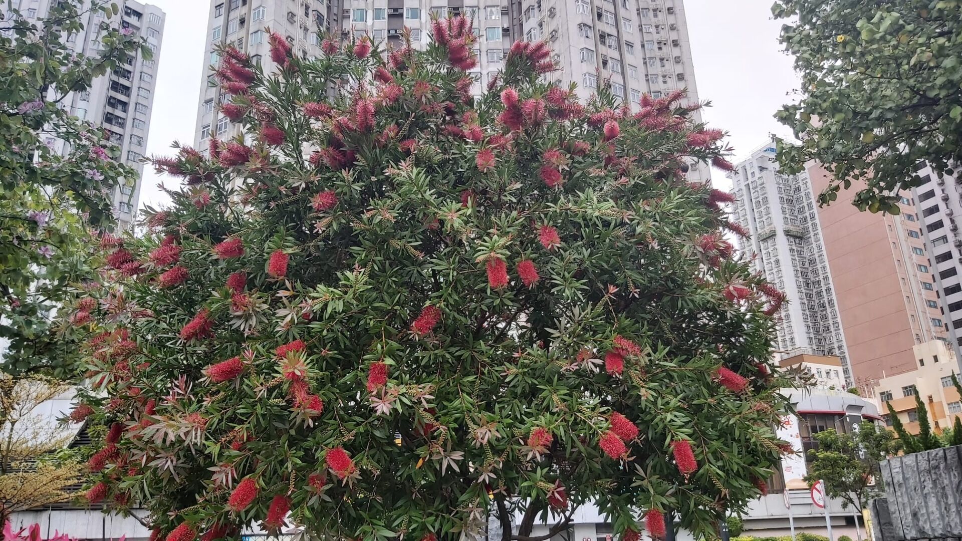 https://www.fa.gov.hk/紅千層