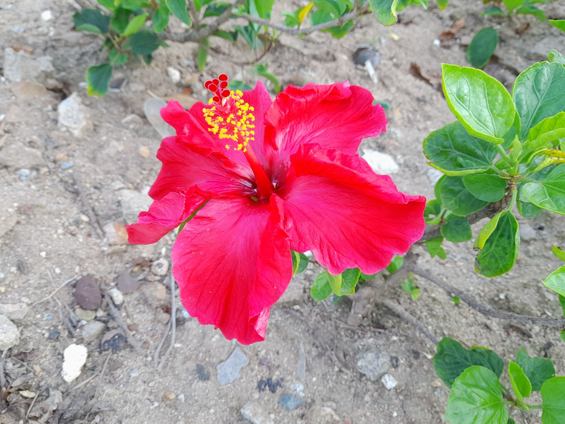 https://www.fa.gov.hk/朱槿(扶桑、大紅花)