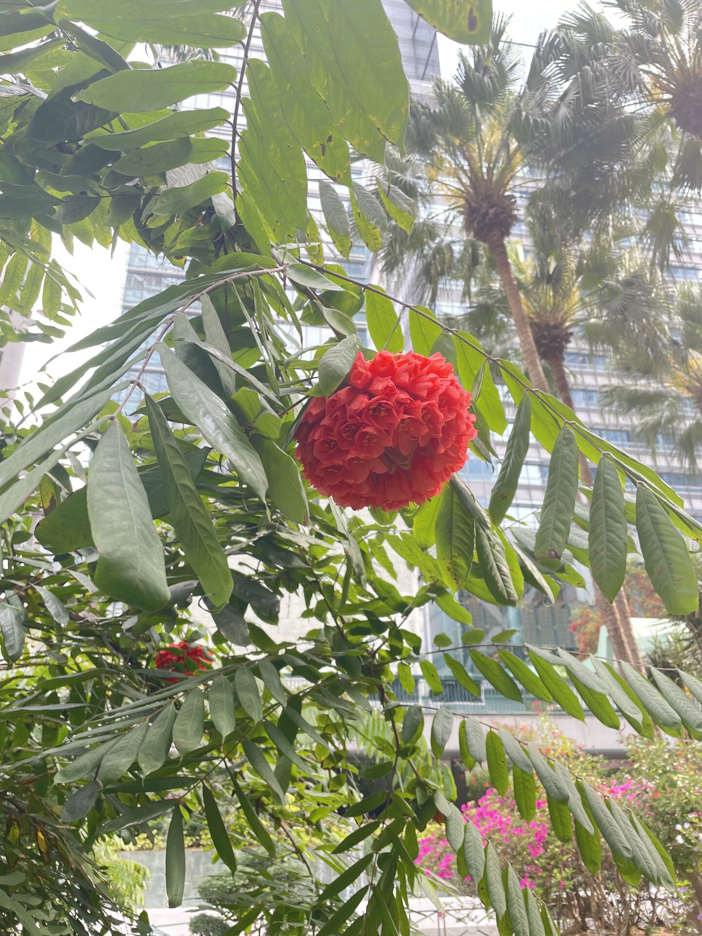 https://www.fa.gov.hk/繍球花