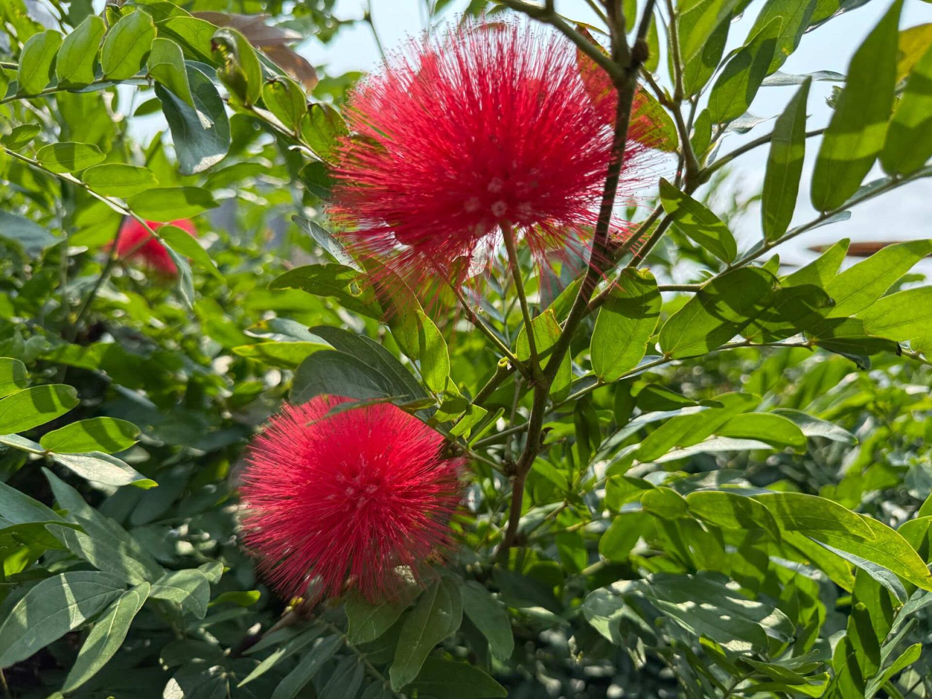https://www.fa.gov.hk/朱纓花 (紅絨球)
