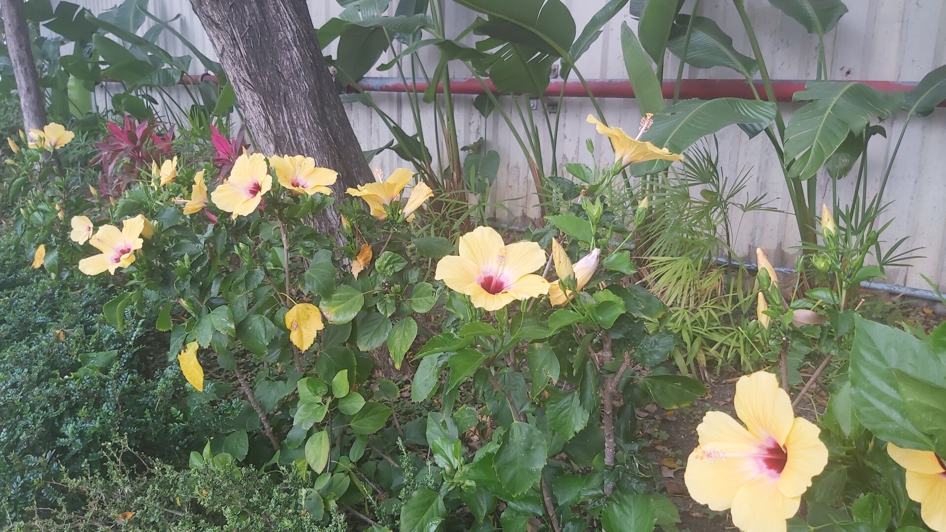 https://www.fa.gov.hk/朱槿(扶桑、大紅花)