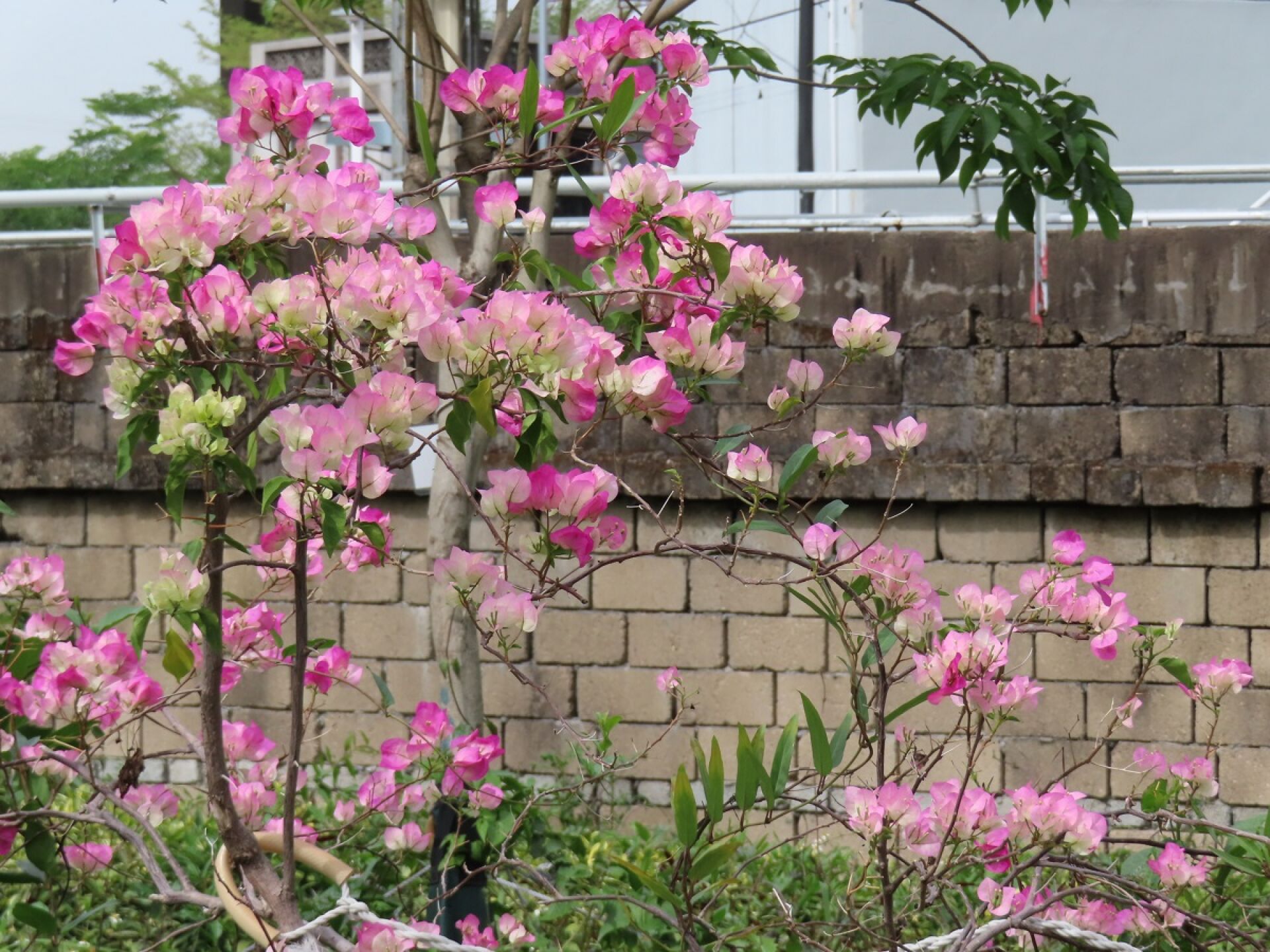 https://www.fa.gov.hk/葉子花(簕杜鵑)