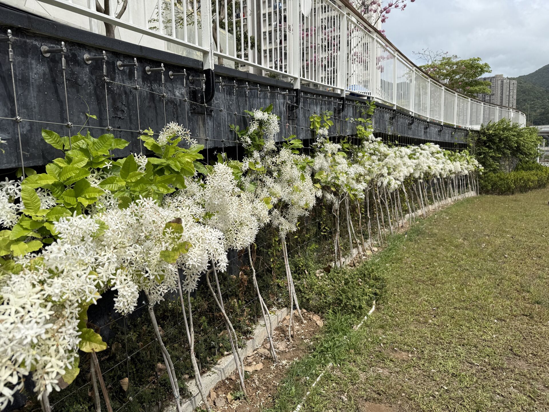 https://www.fa.gov.hk/白花錫葉藤
