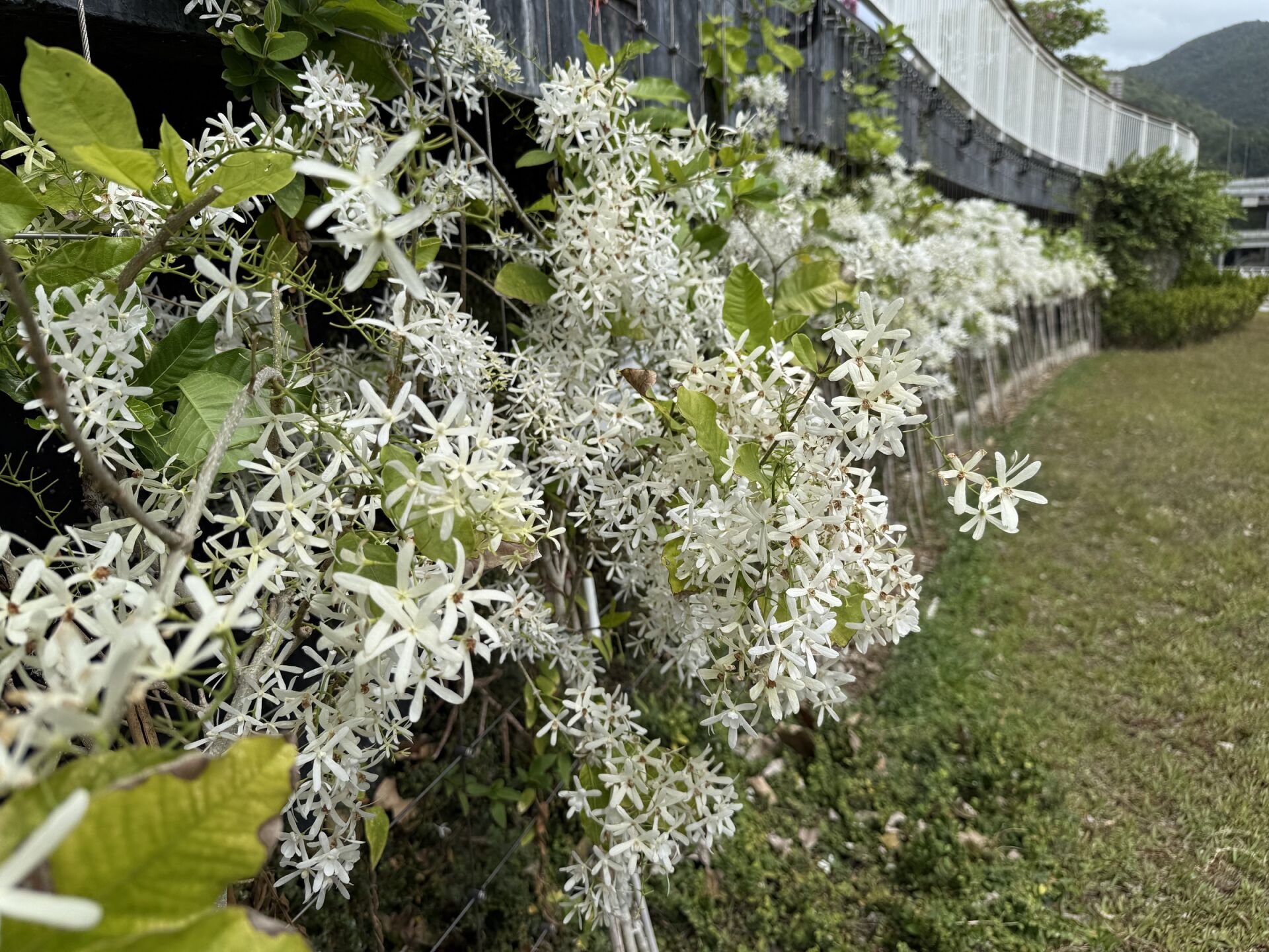 https://www.fa.gov.hk/白花錫葉藤