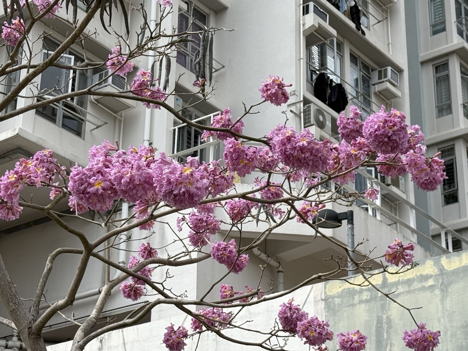 https://www.fa.gov.hk/紫花風鈴木