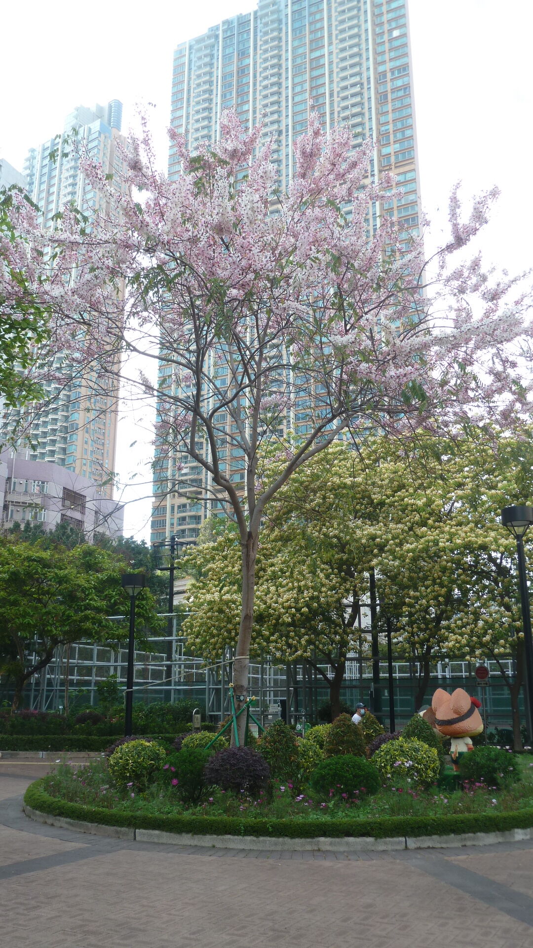 https://www.fa.gov.hk/花旗木