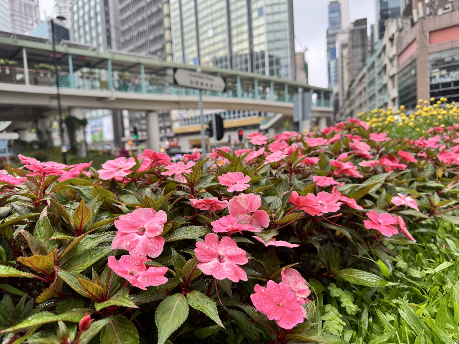 https://www.fa.gov.hk/鳳仙花