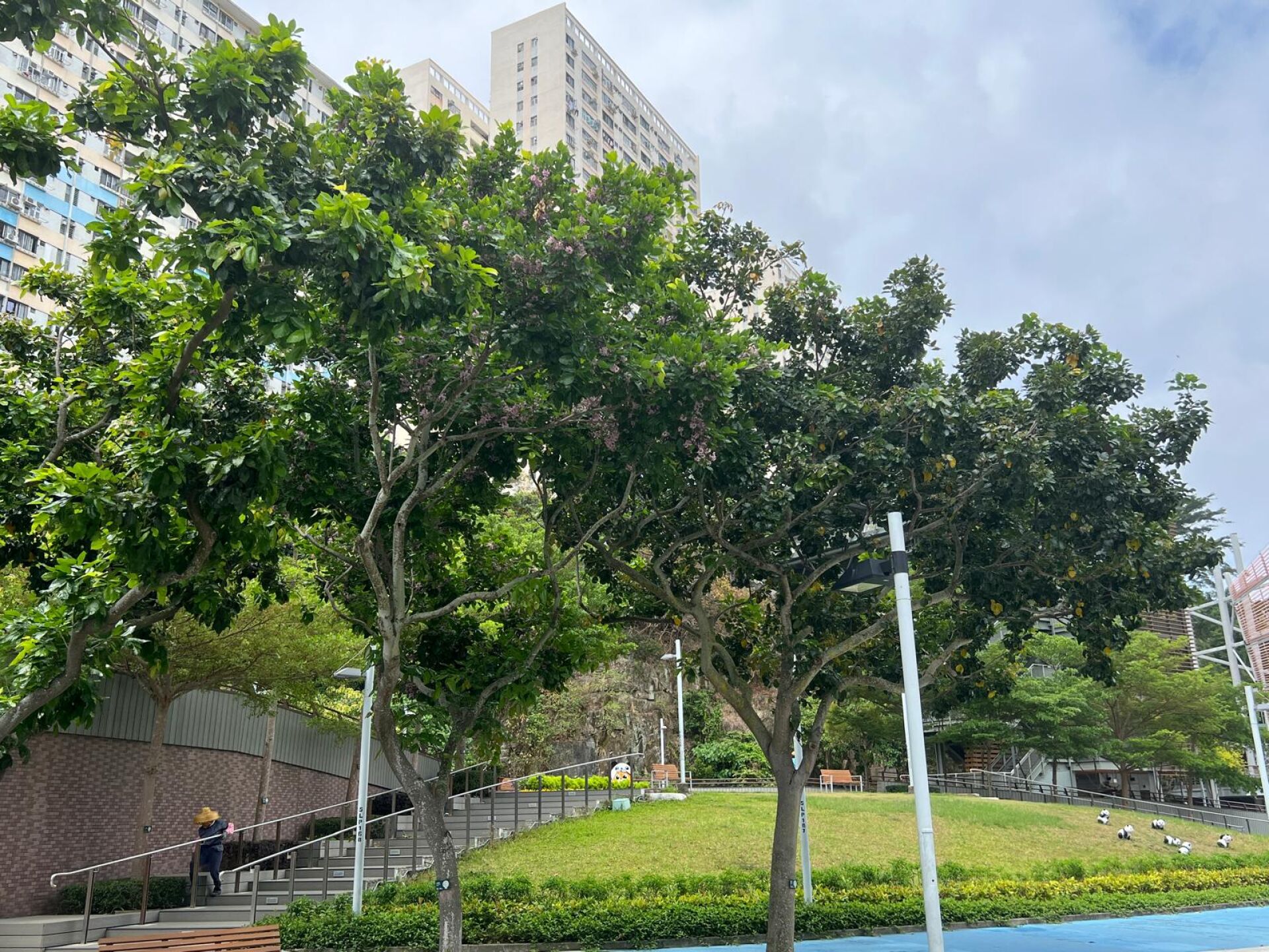 https://www.fa.gov.hk/水黃皮