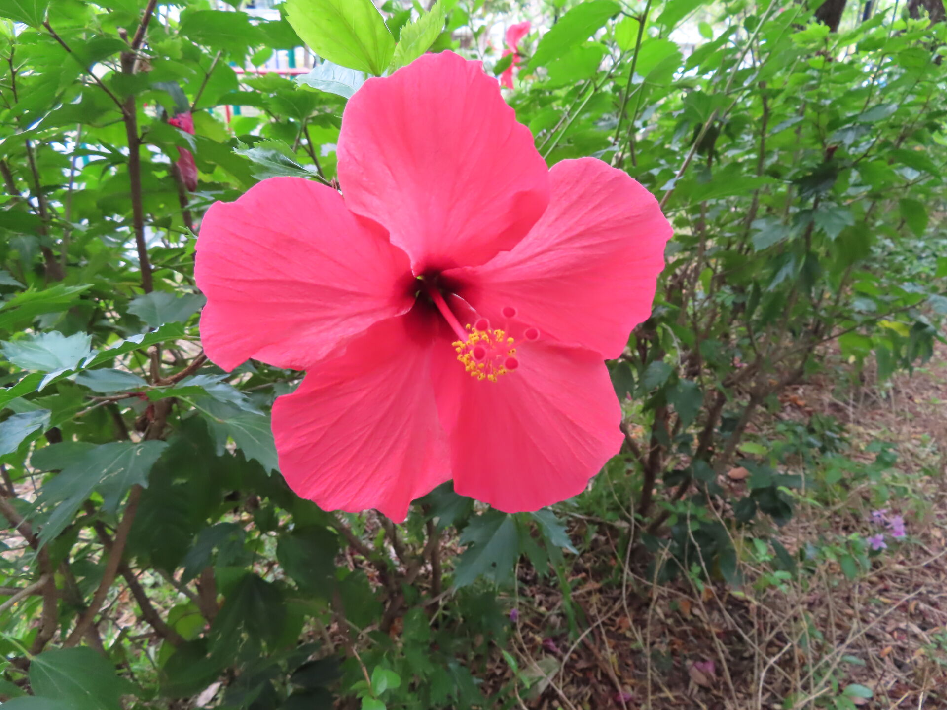 https://www.fa.gov.hk/朱槿(扶桑、大紅花)
