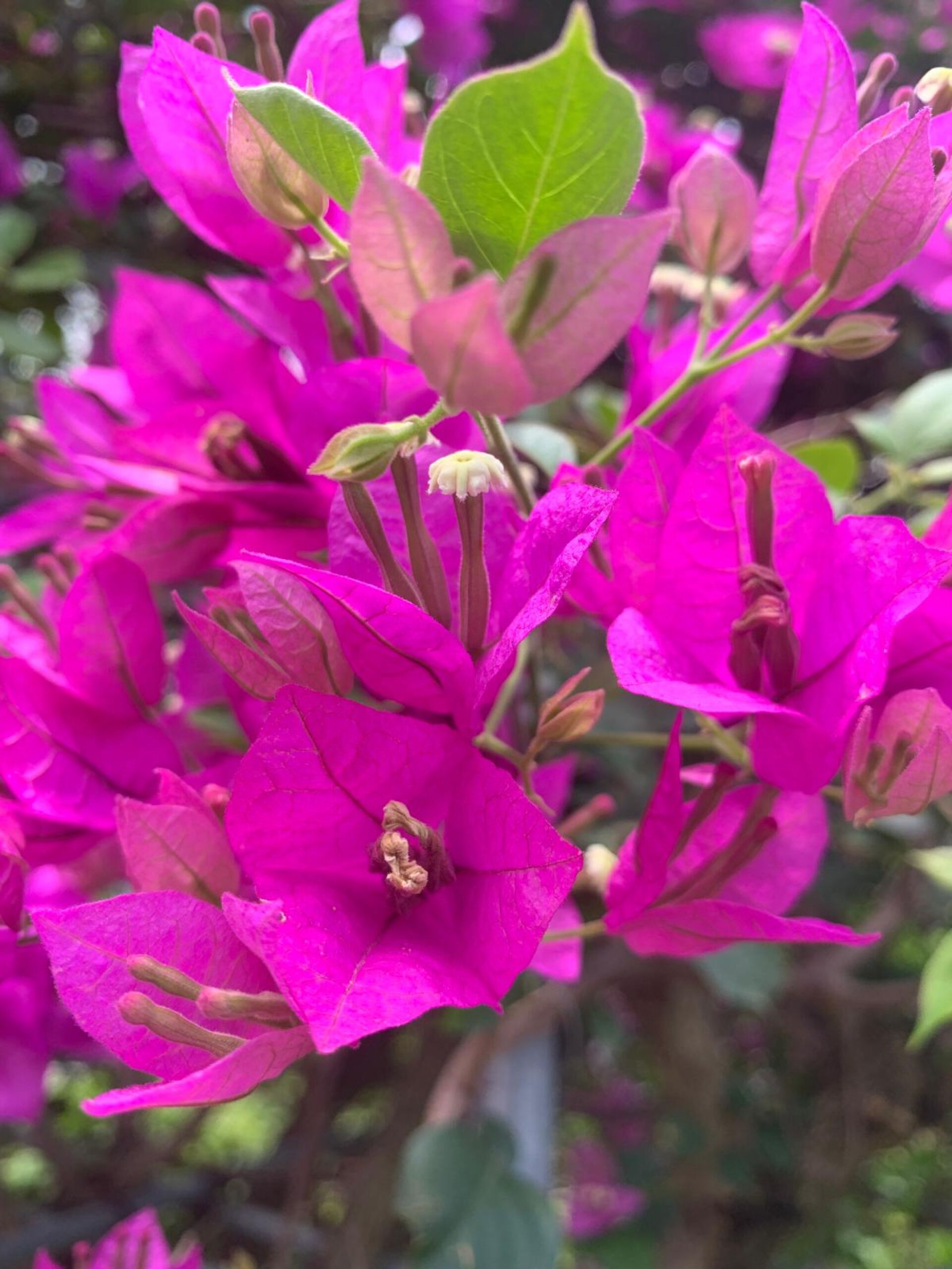 https://www.fa.gov.hk/葉子花(簕杜鵑)