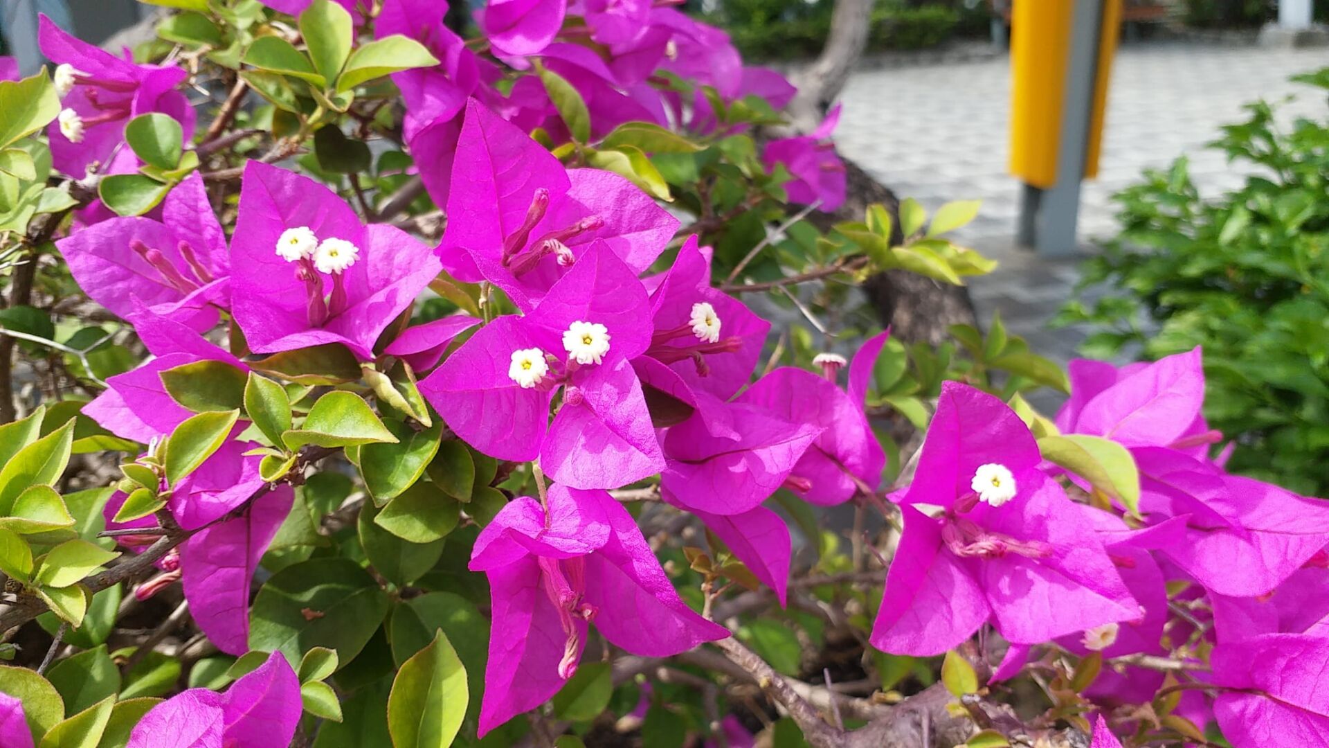 https://www.fa.gov.hk/葉子花(簕杜鵑)