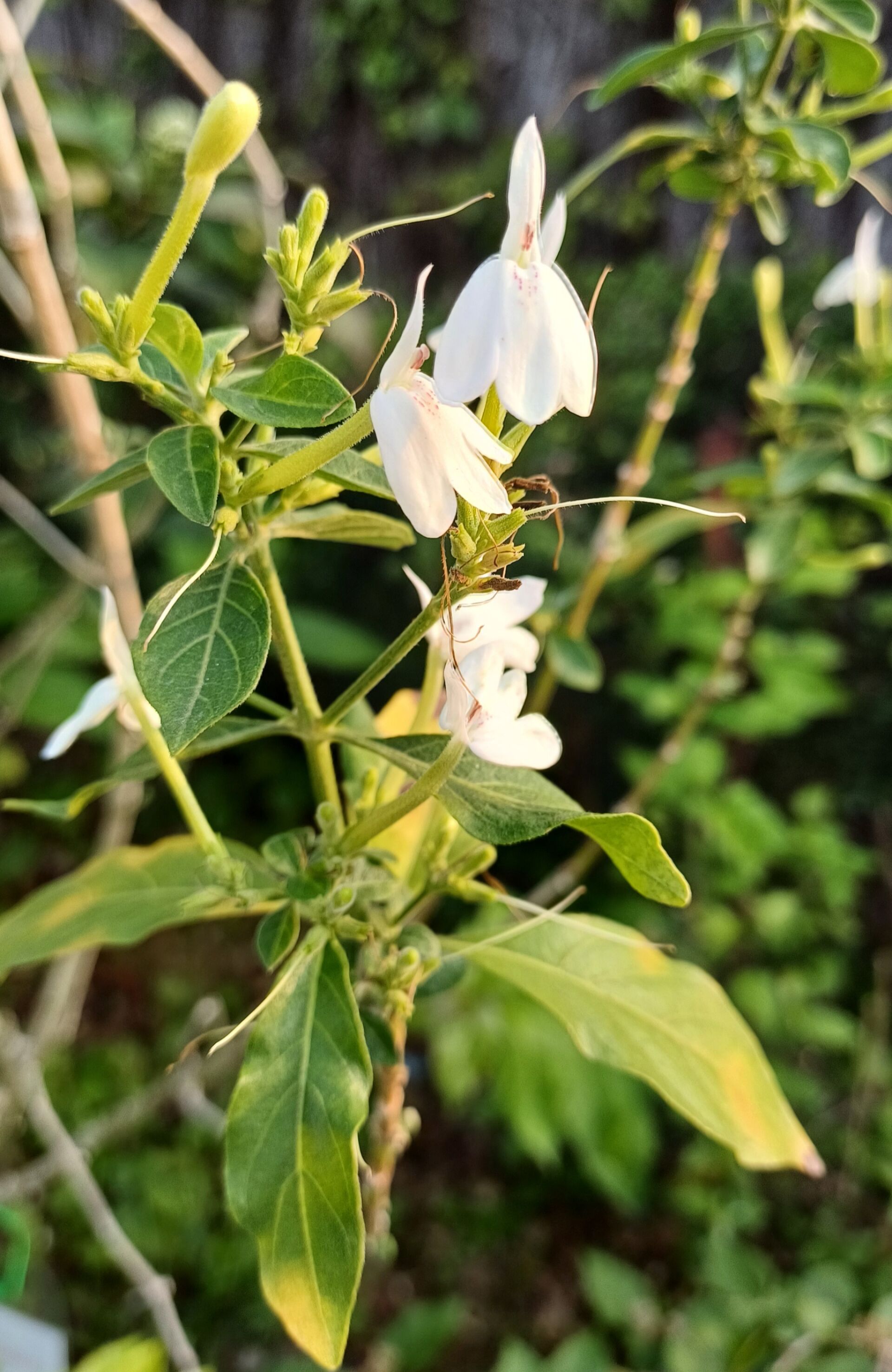 https://www.fa.gov.hk/白鶴靈芝