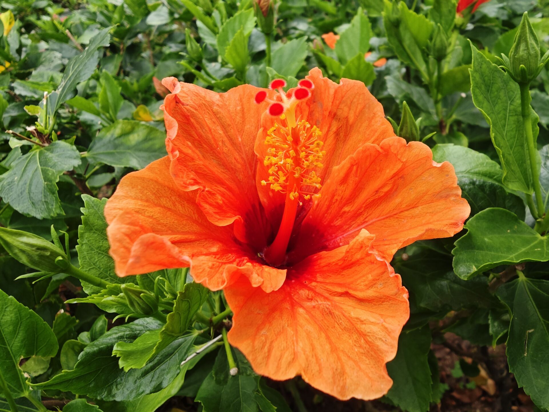 https://www.fa.gov.hk/朱槿(扶桑、大紅花)
