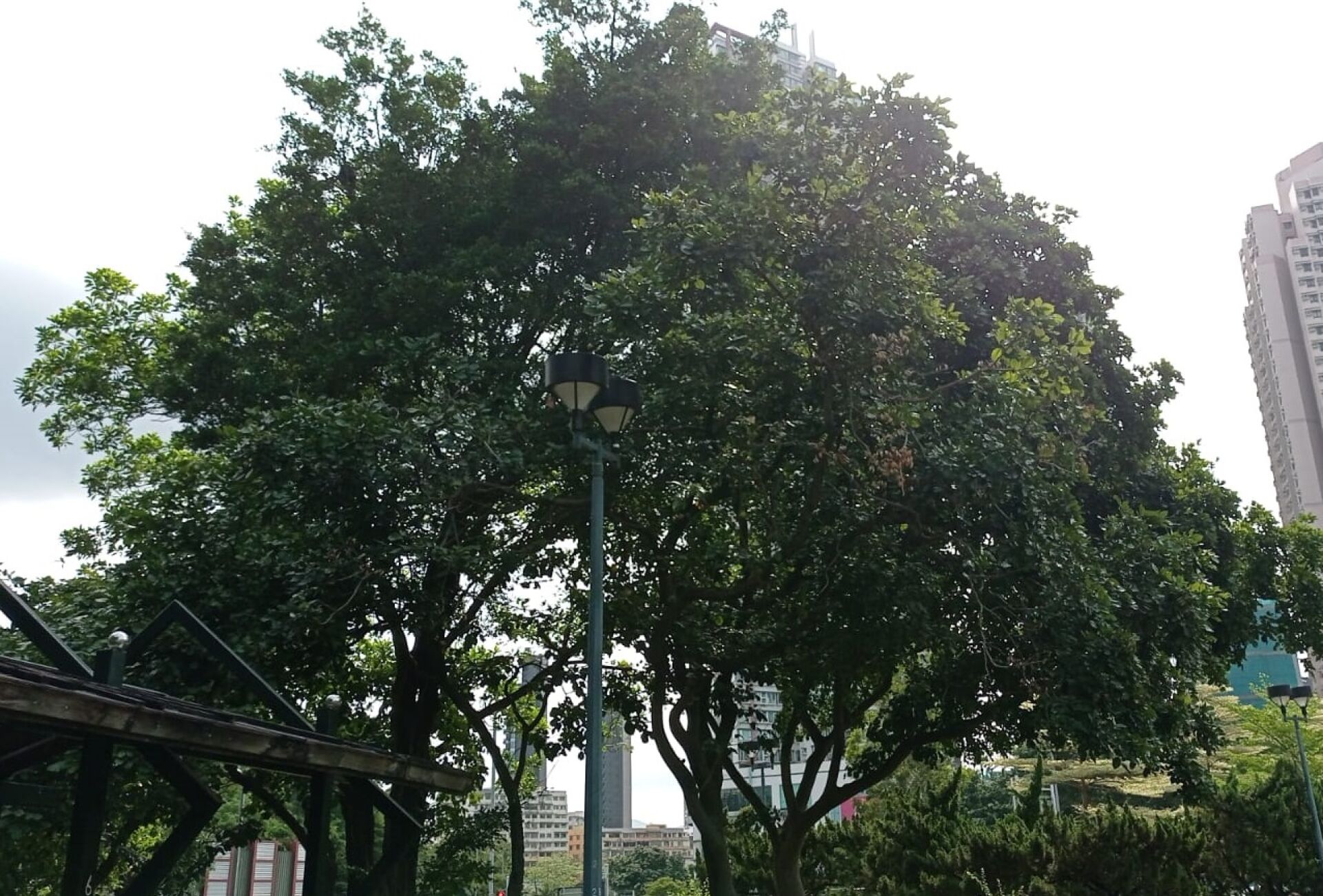 https://www.fa.gov.hk/水黃皮