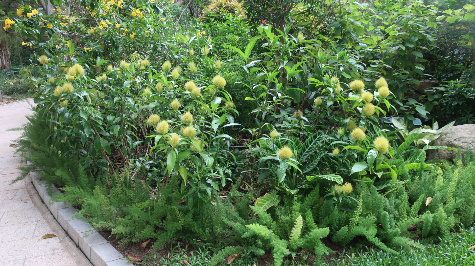 https://www.fa.gov.hk/白金羽花(金翎花)