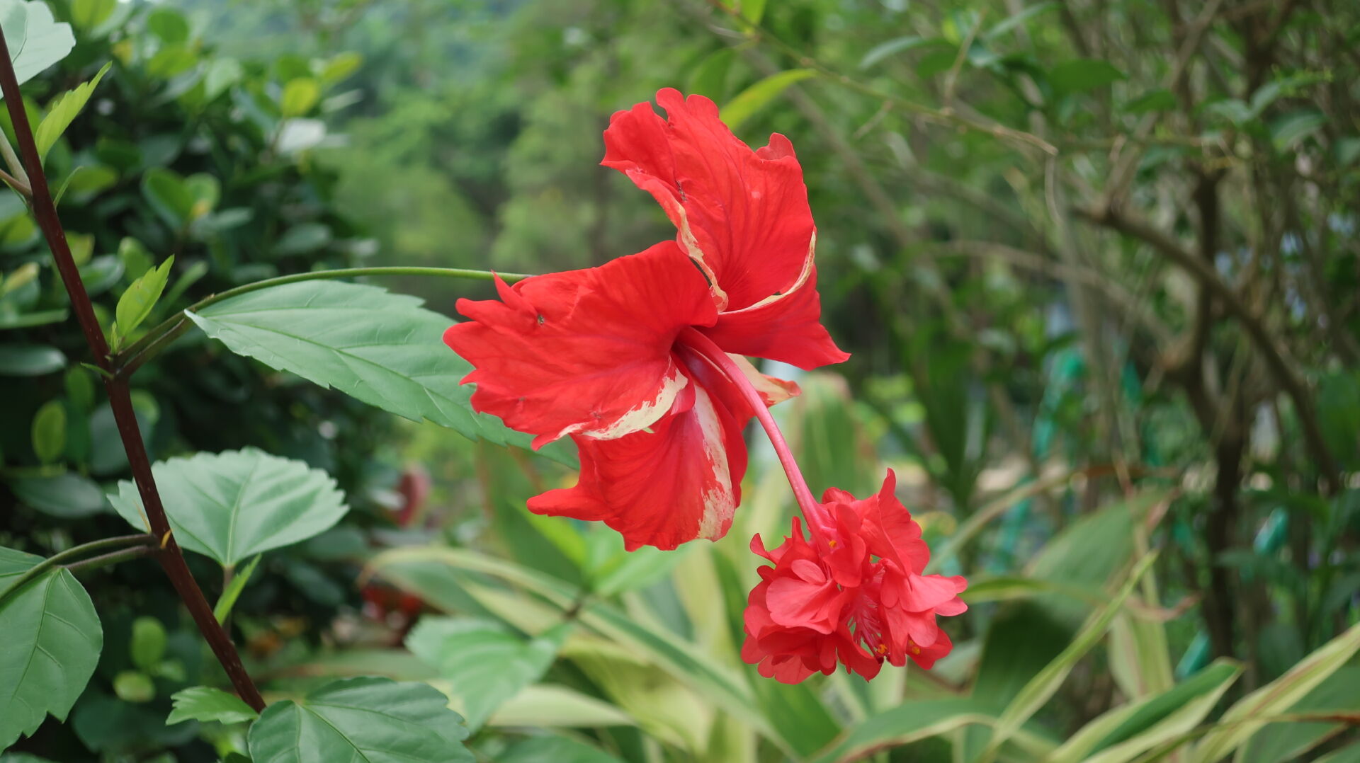 https://www.fa.gov.hk/重瓣朱槿/大紅花