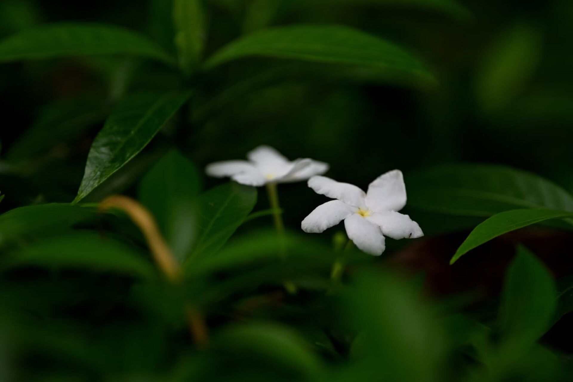 https://www.fa.gov.hk/珍珠狗牙花