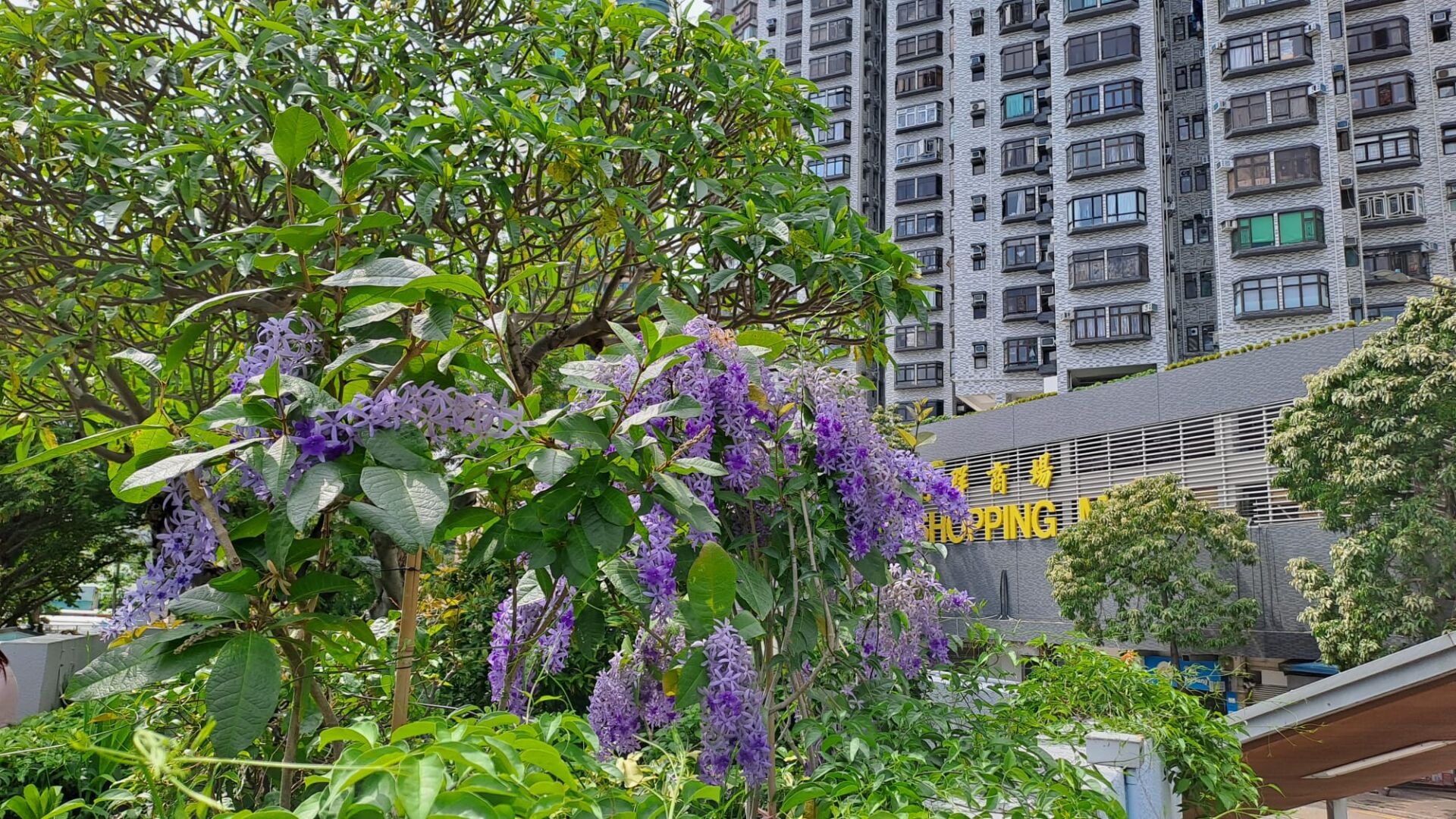 https://www.fa.gov.hk/藍花藤(錫葉藤)