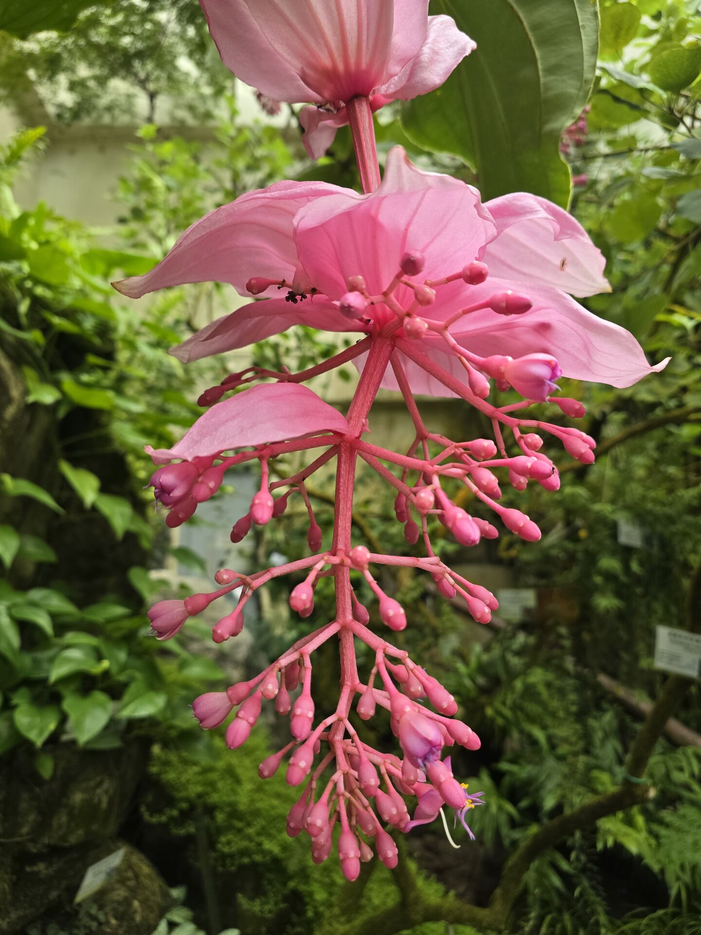 https://www.fa.gov.hk/Medinilla magnifica