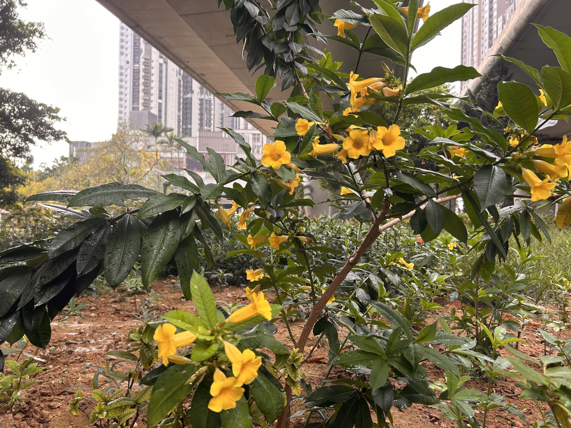 https://www.fa.gov.hk/黃蟬(硬枝黃蟬)
