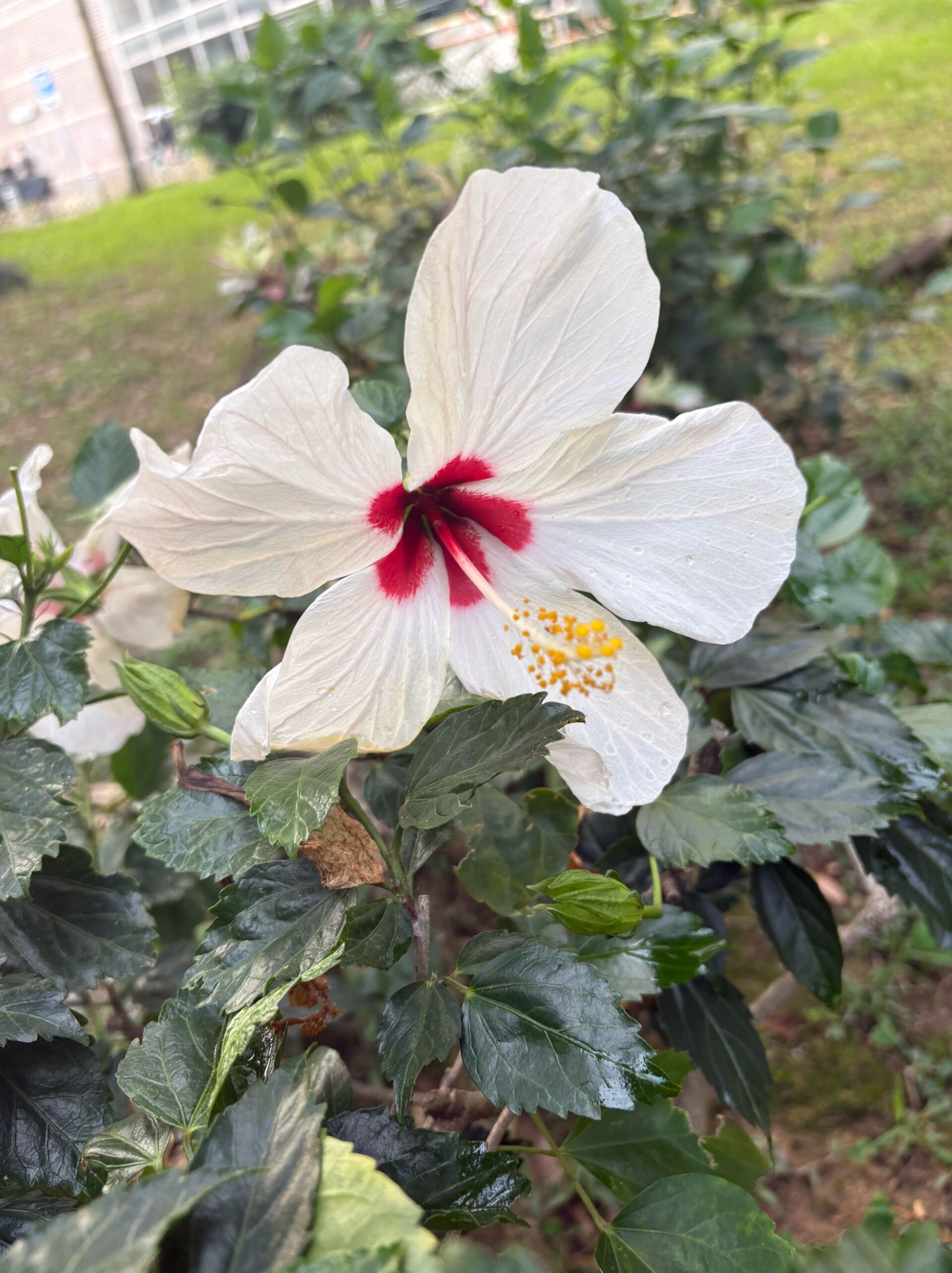 https://www.fa.gov.hk/朱槿(扶桑、大紅花)