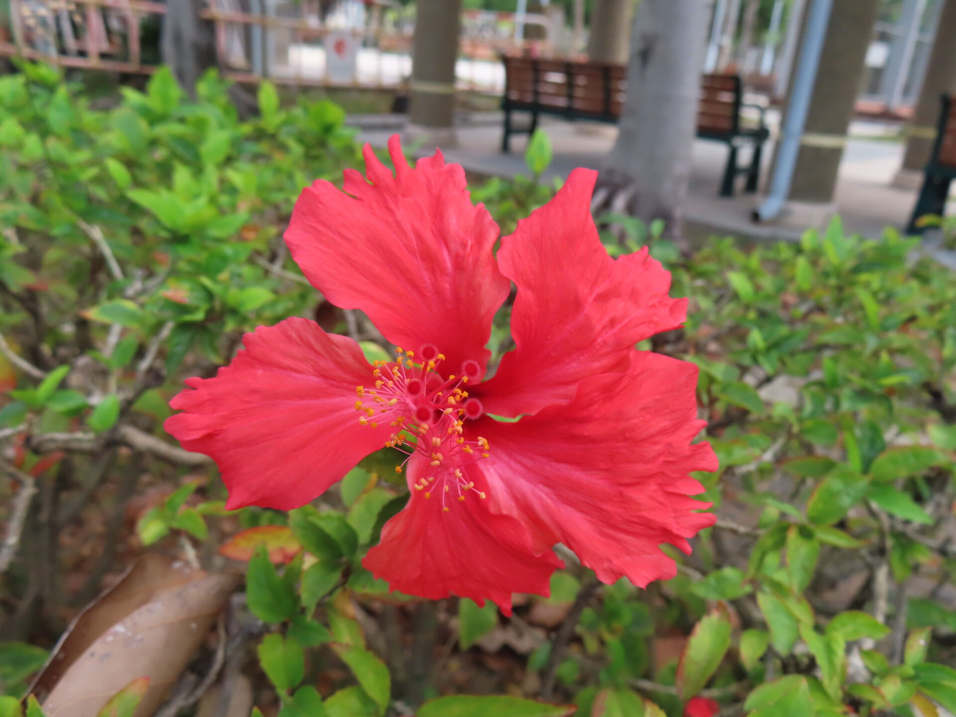 https://www.fa.gov.hk/朱槿(扶桑、大紅花)
