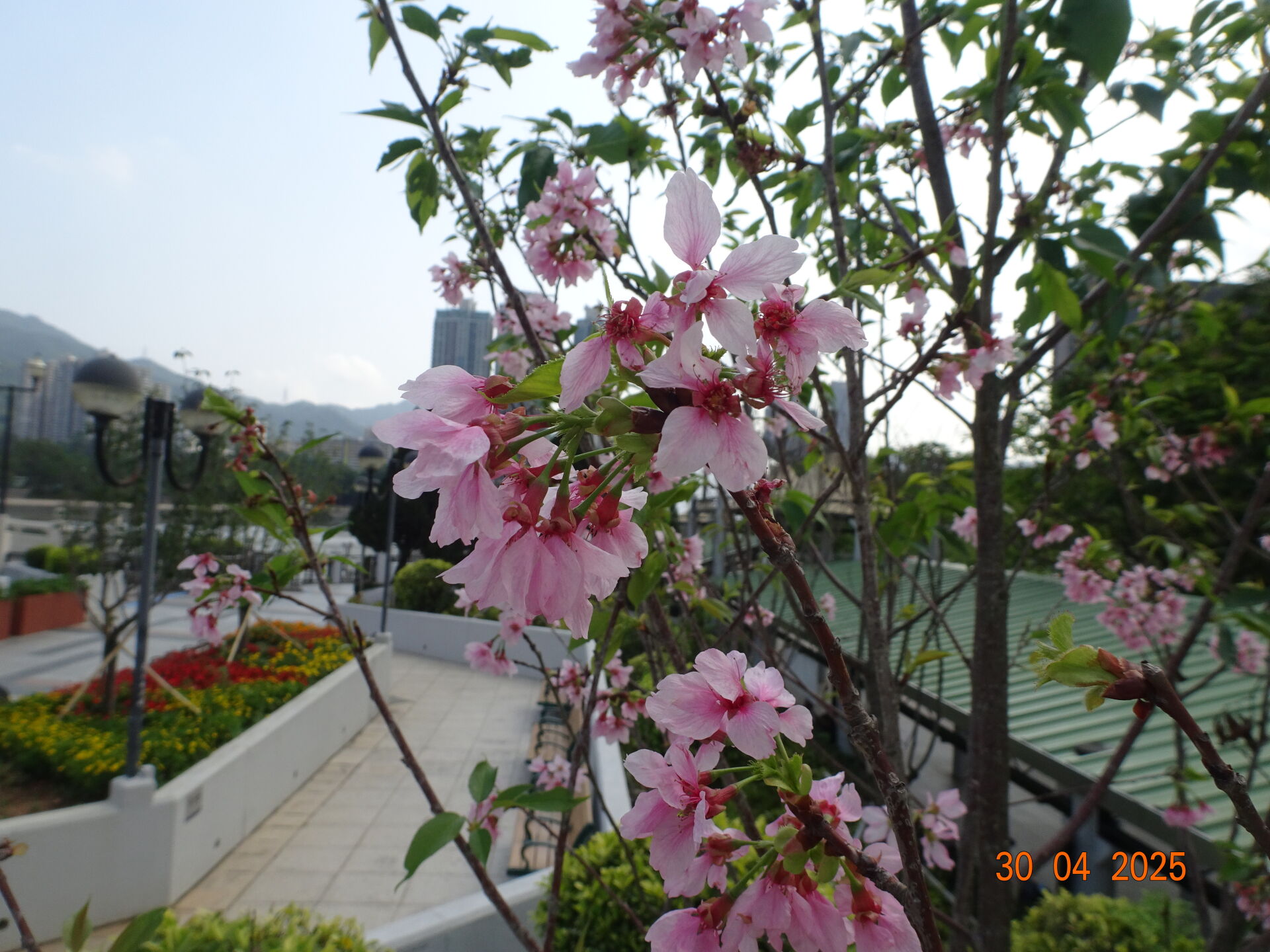 https://www.fa.gov.hk/櫻花