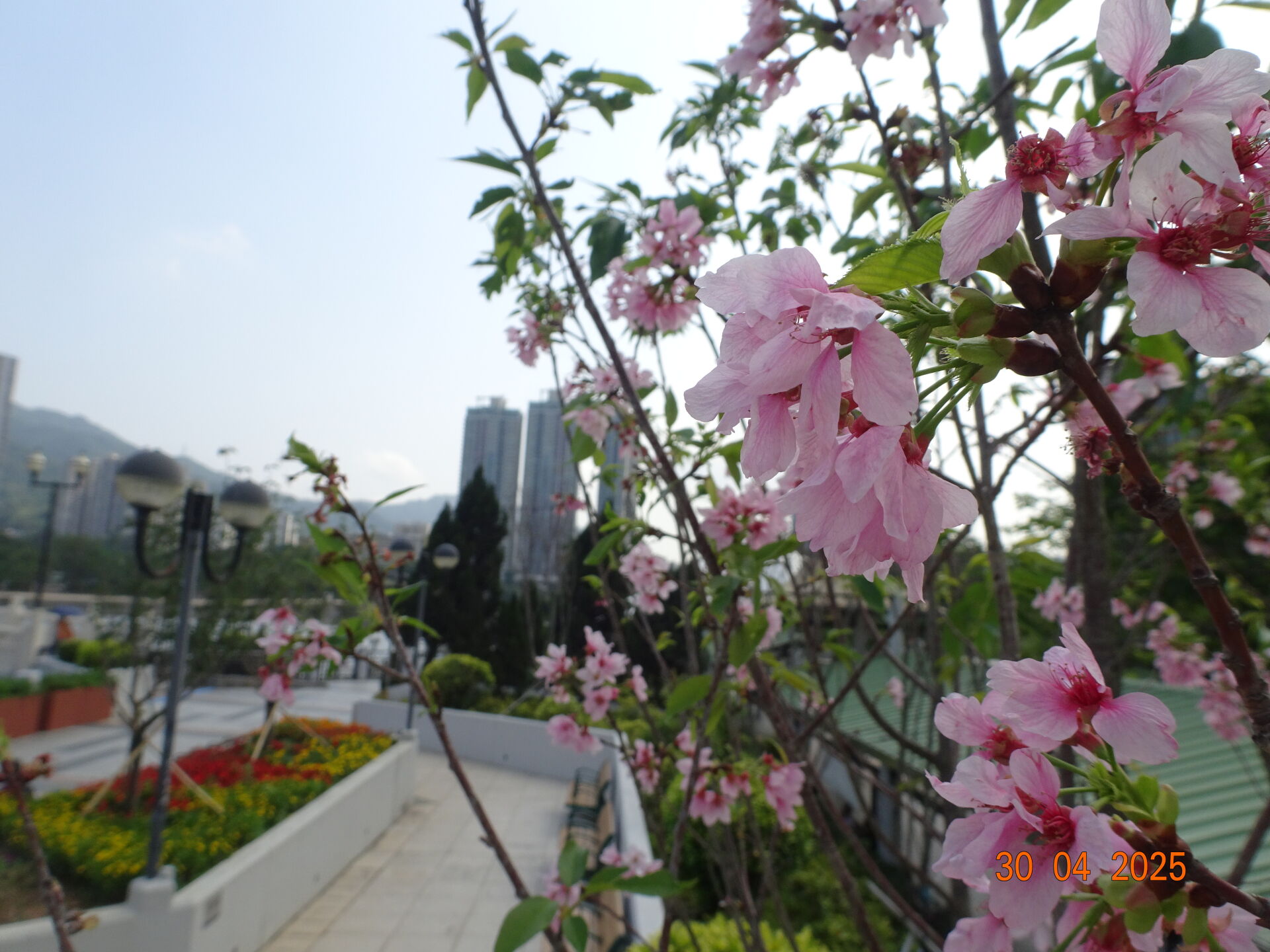 https://www.fa.gov.hk/櫻花