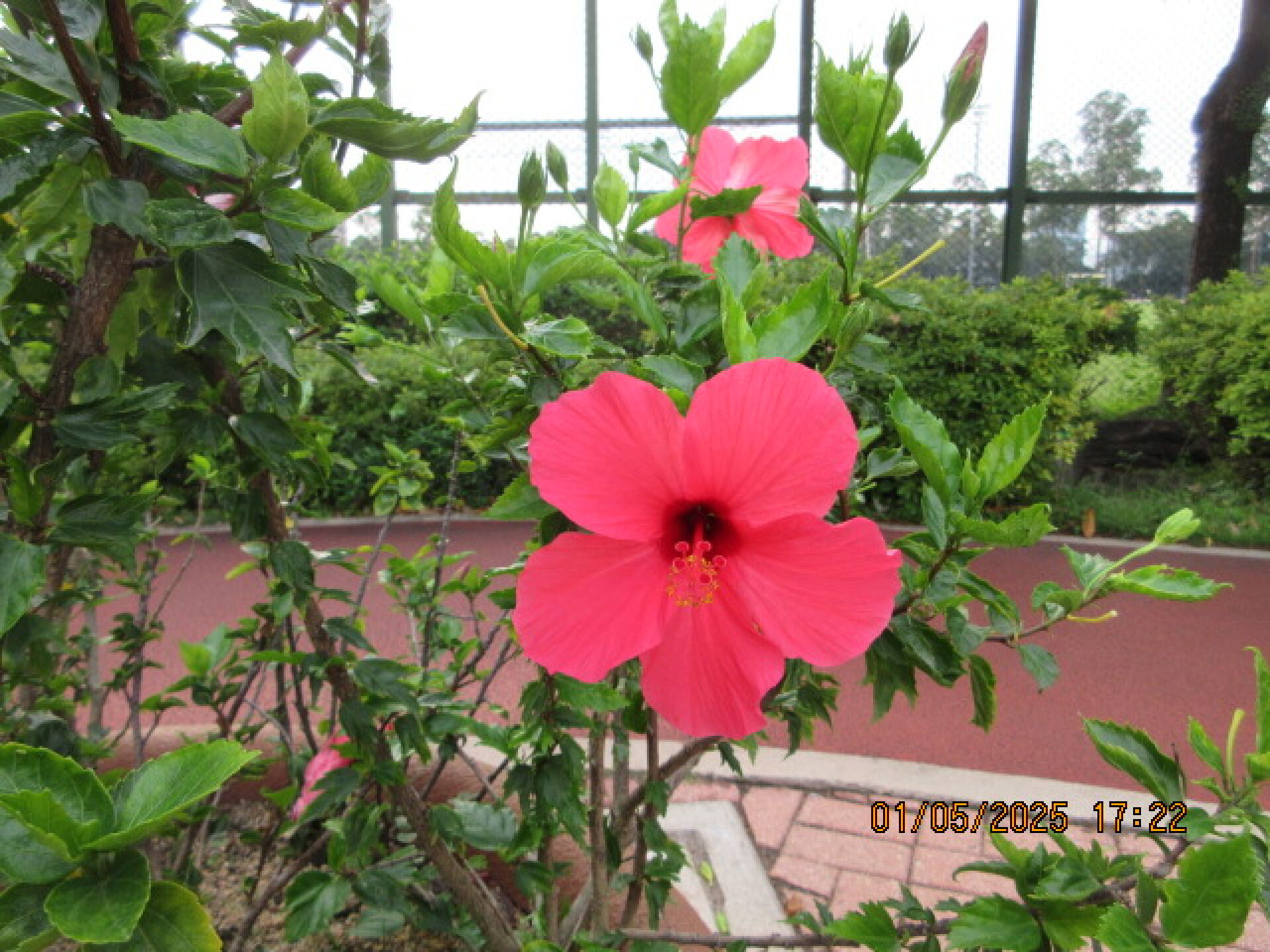 https://www.fa.gov.hk/朱槿(扶桑、大紅花)