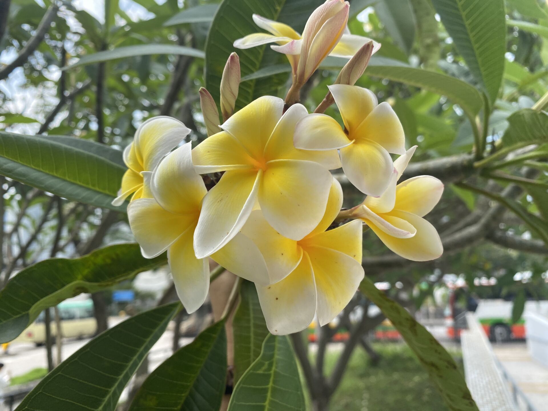 https://www.fa.gov.hk/雞蛋花