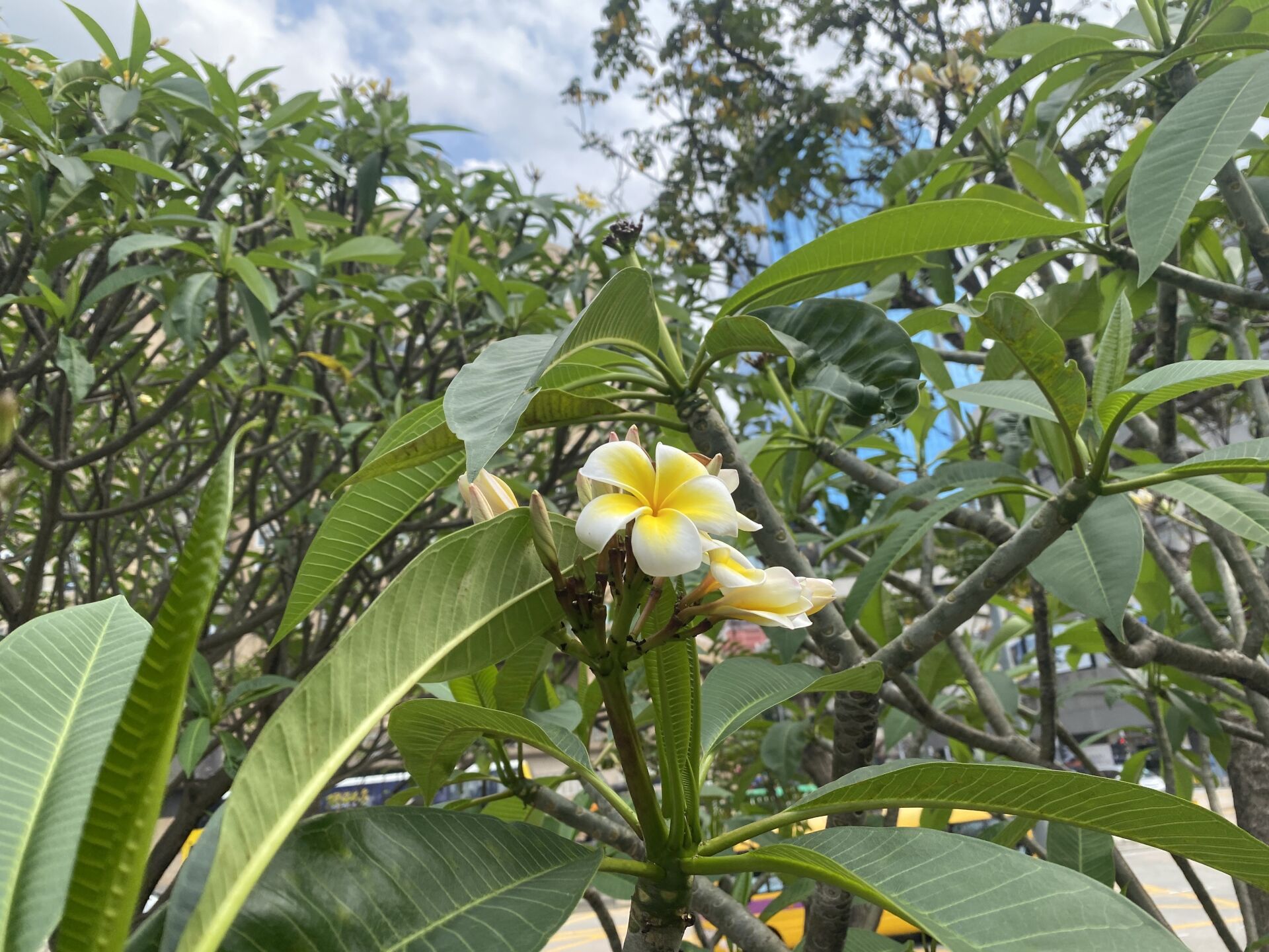 https://www.fa.gov.hk/雞蛋花