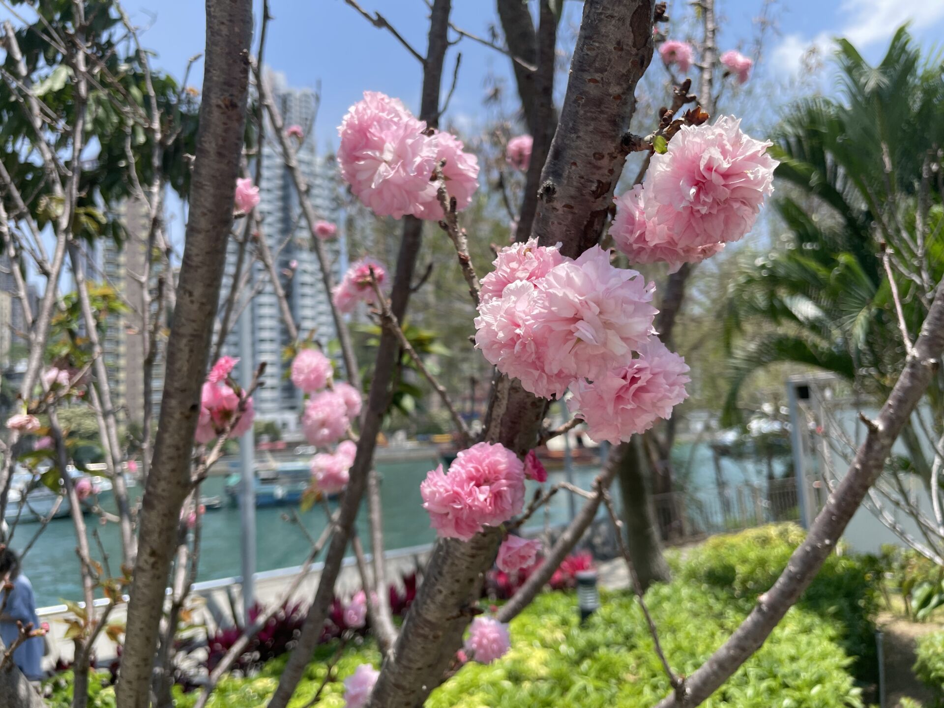 https://www.fa.gov.hk/八重櫻