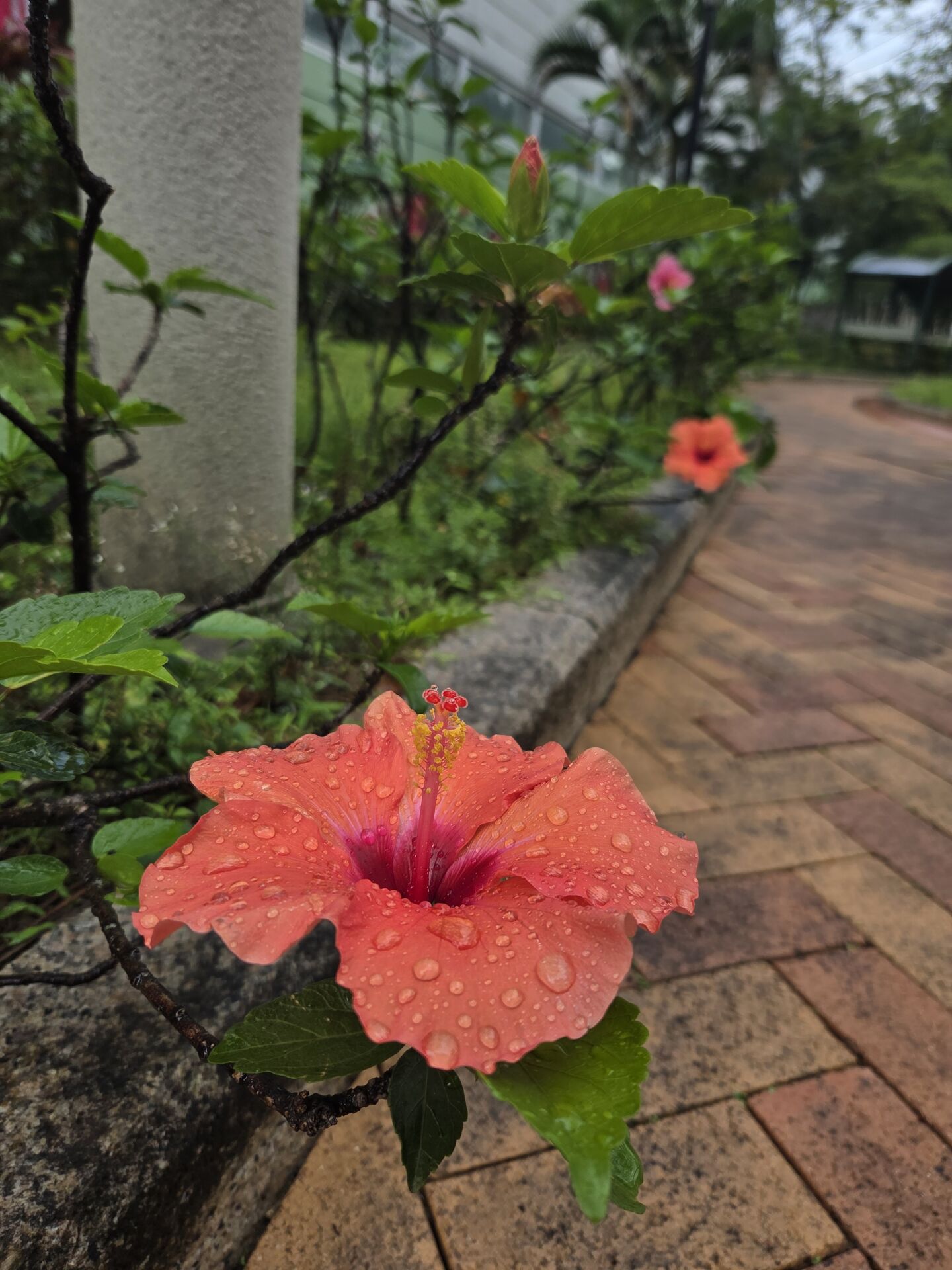 https://www.fa.gov.hk/朱槿(扶桑、大紅花)